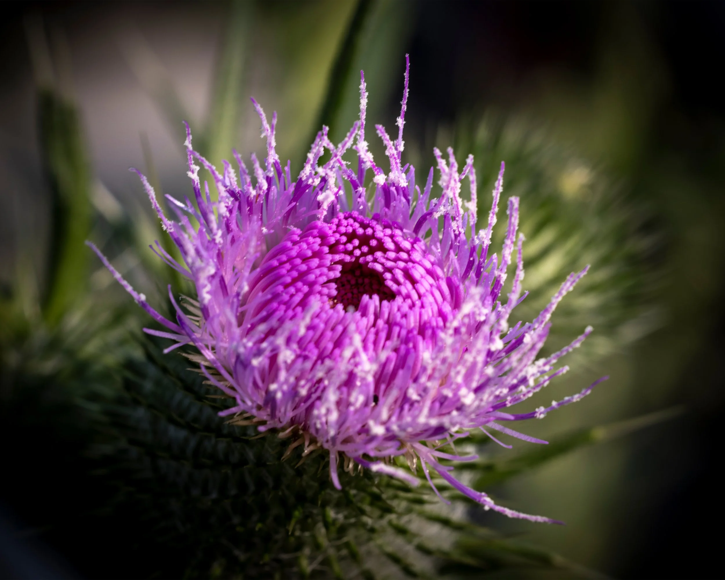 Scotish Thistle 8x10 4x5.jpg