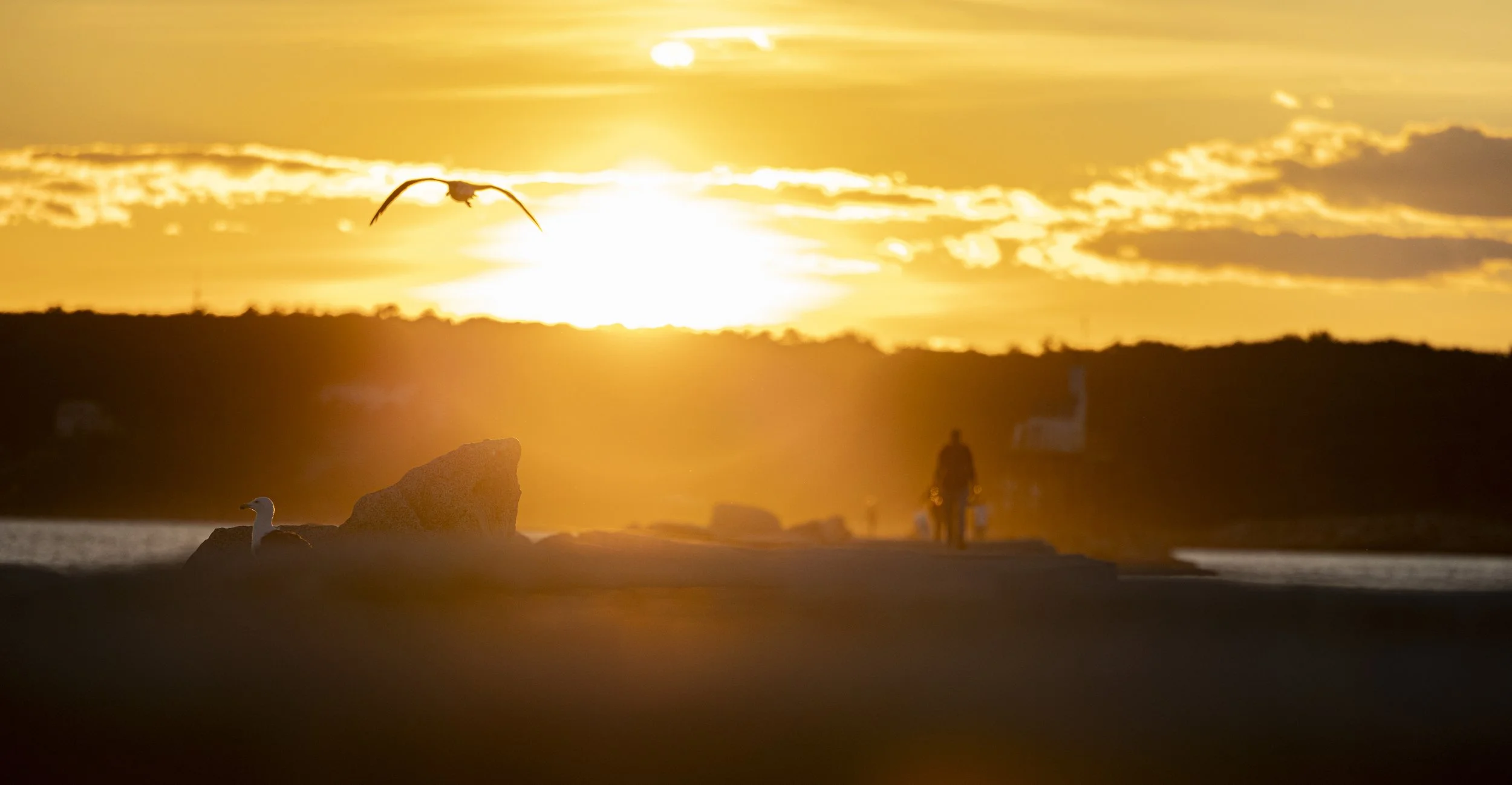 Golden Gloucester 11x21 - Gloucester, MA.jpg