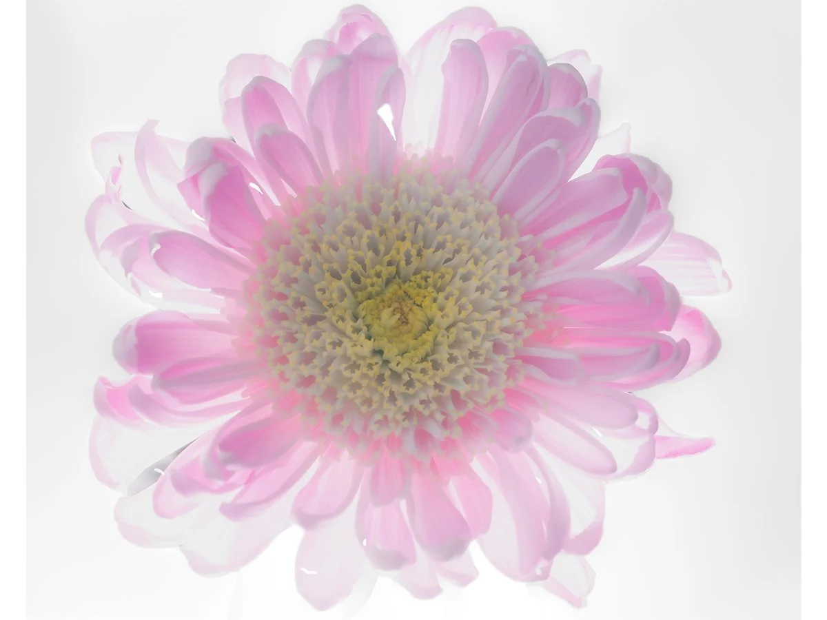 Flower 1