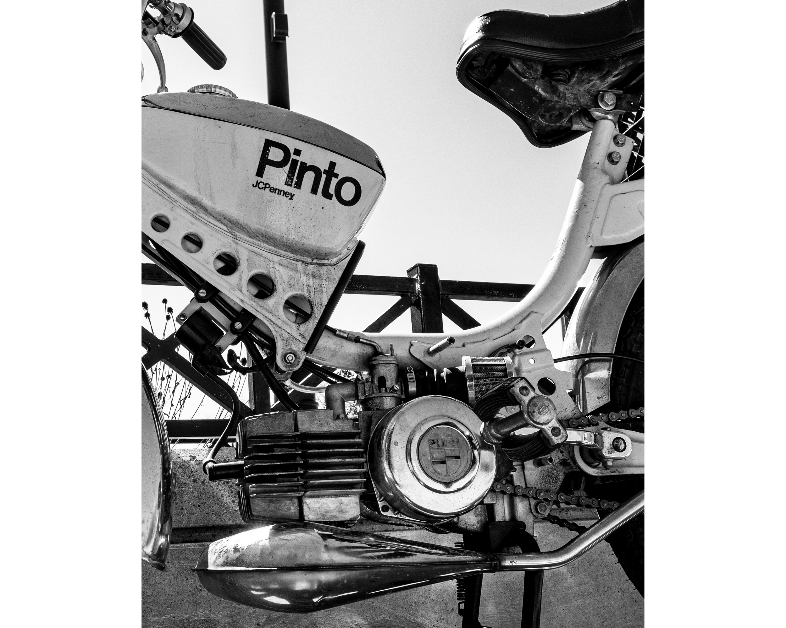 Pinto No. 1 BW 8x10 4x5T.png