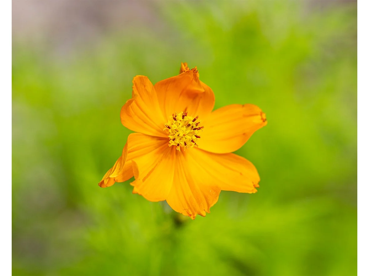 Sulfur Cosmos - St Lucia.jpg