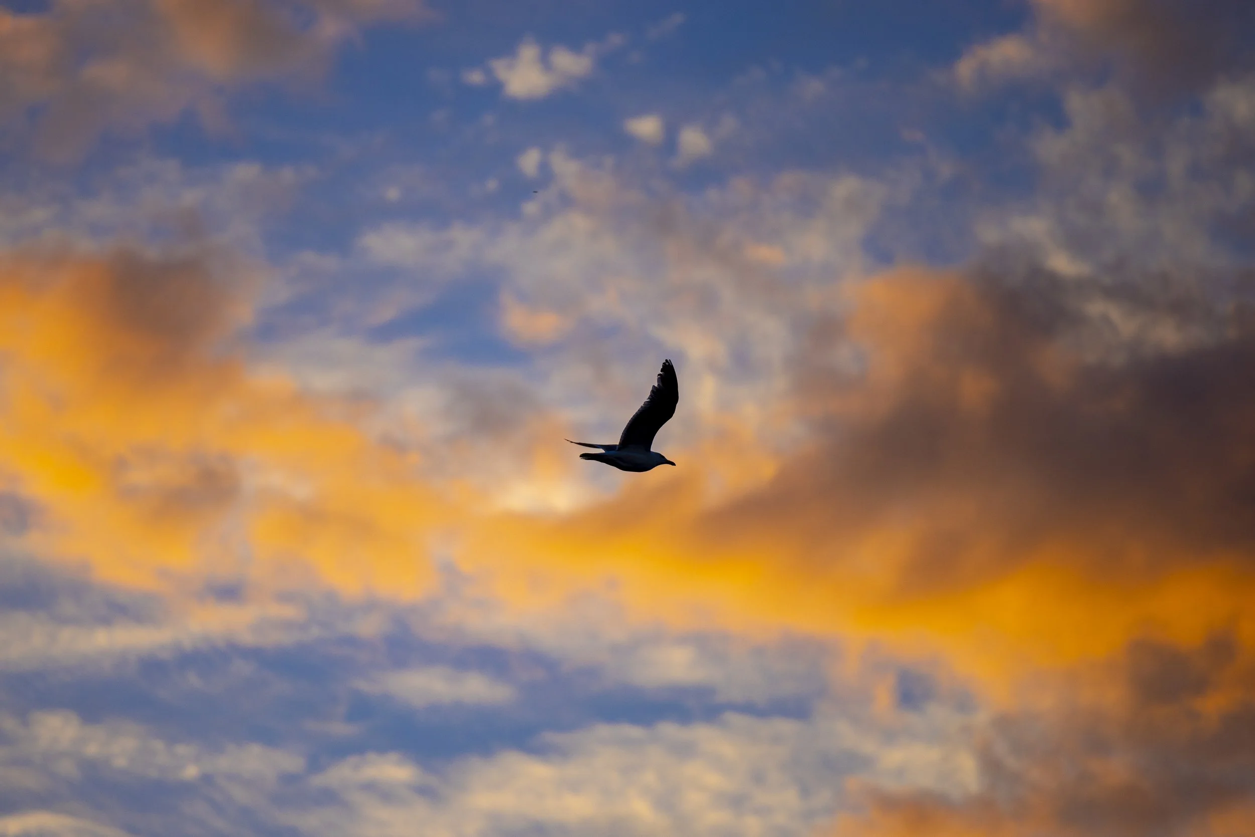 Dusk Flight - Gloucester, MA.jpg