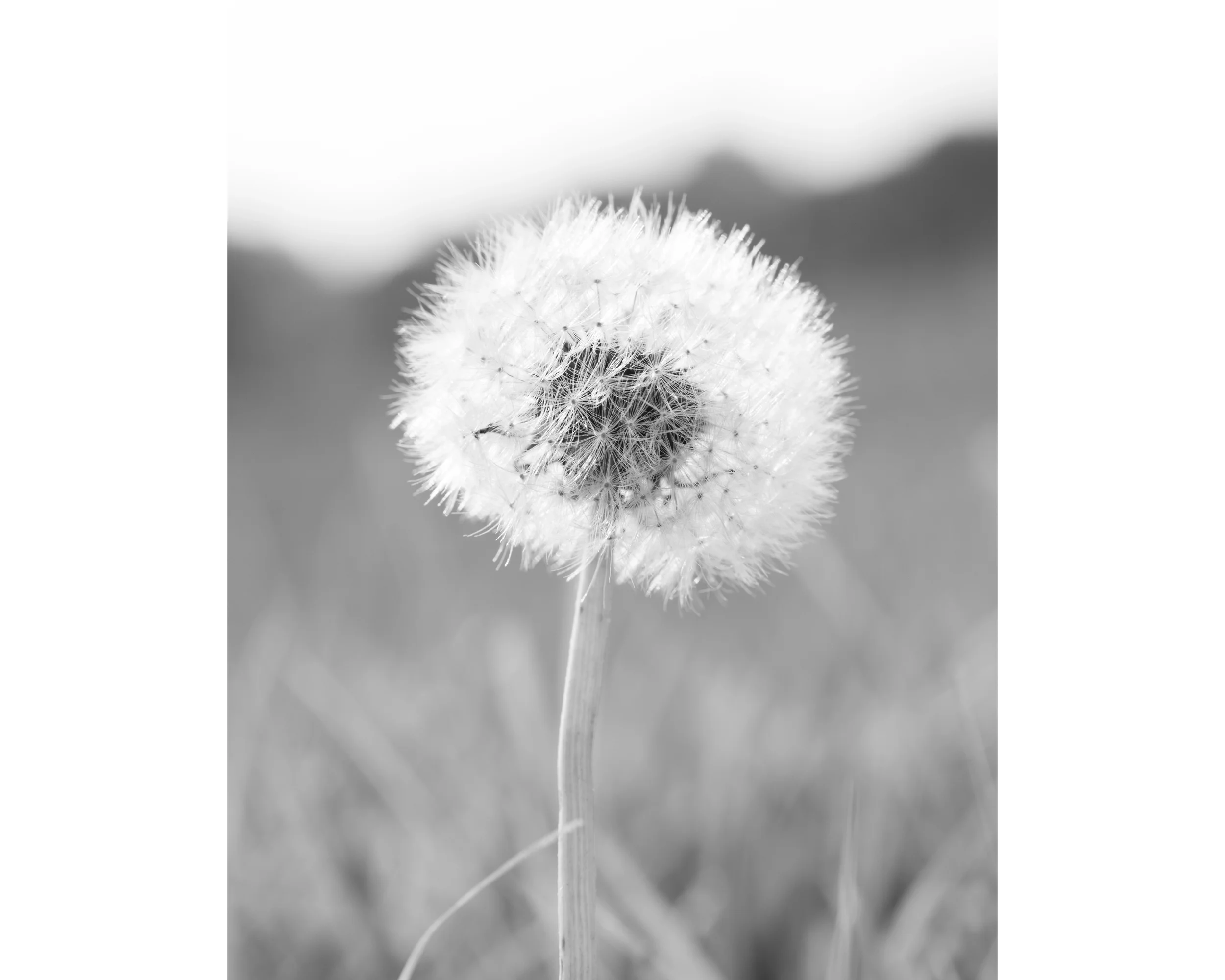 Make a Wish 11x14 4x5T WebP.webp
