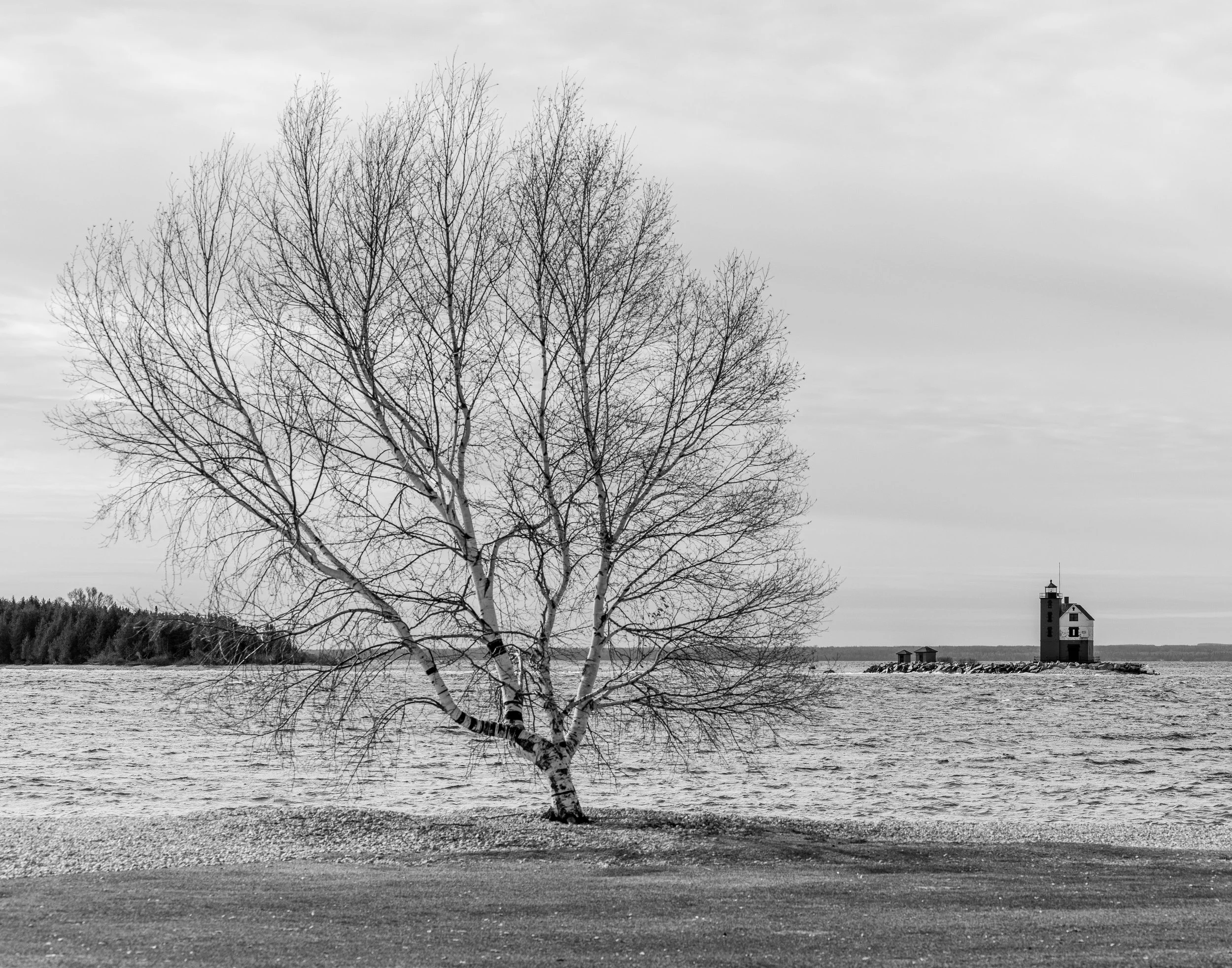 Diane's Tree - Mackinac Island, MI Website Size.jpg