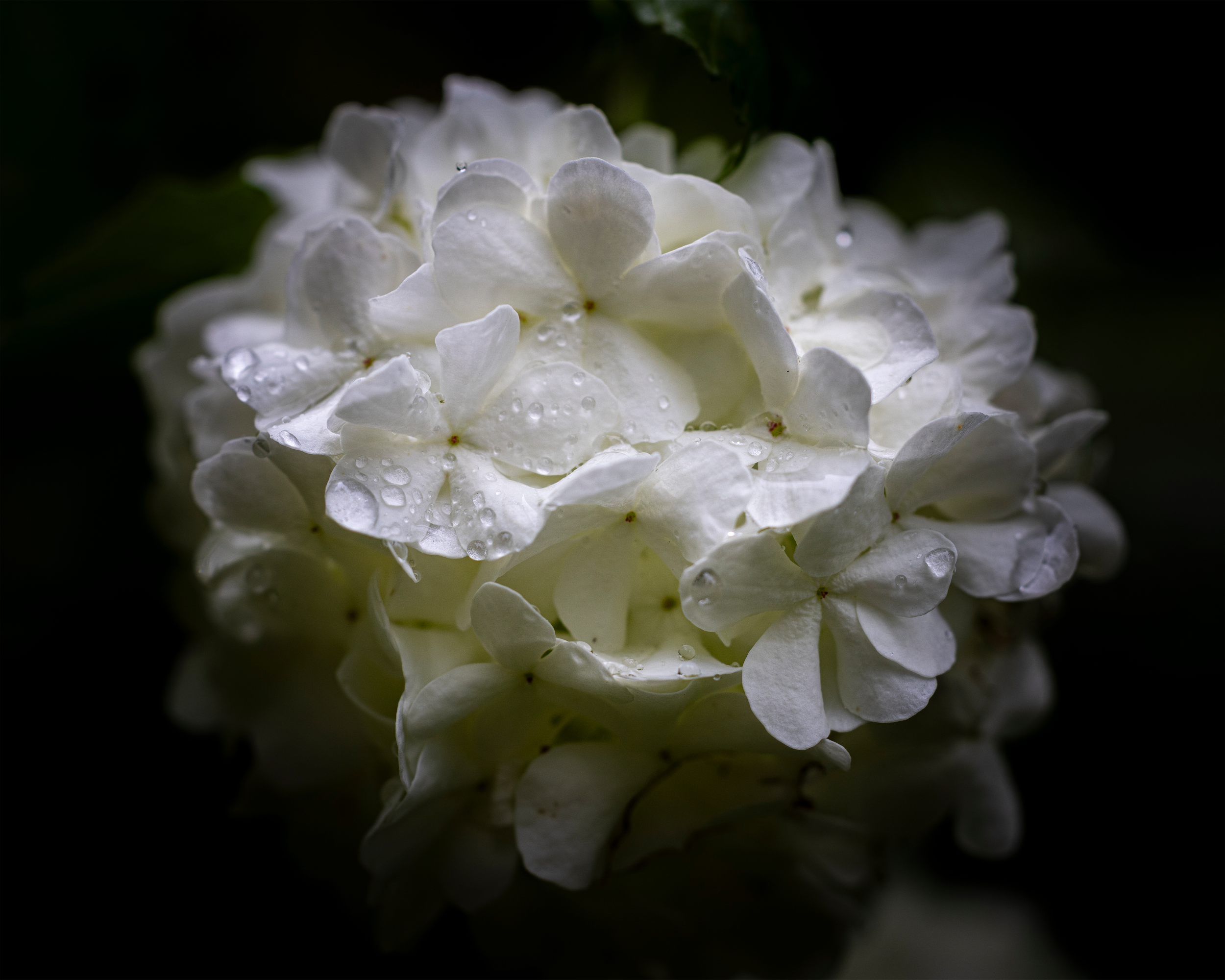 Morning Rain - 8x10 4x5T 17.7MB Resized.png