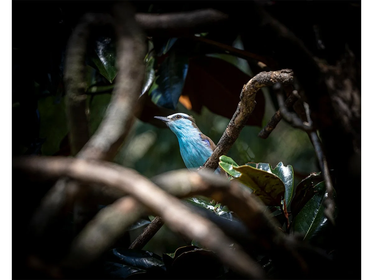 Racket-Tailed Roller - Atlanta, GA.jpg