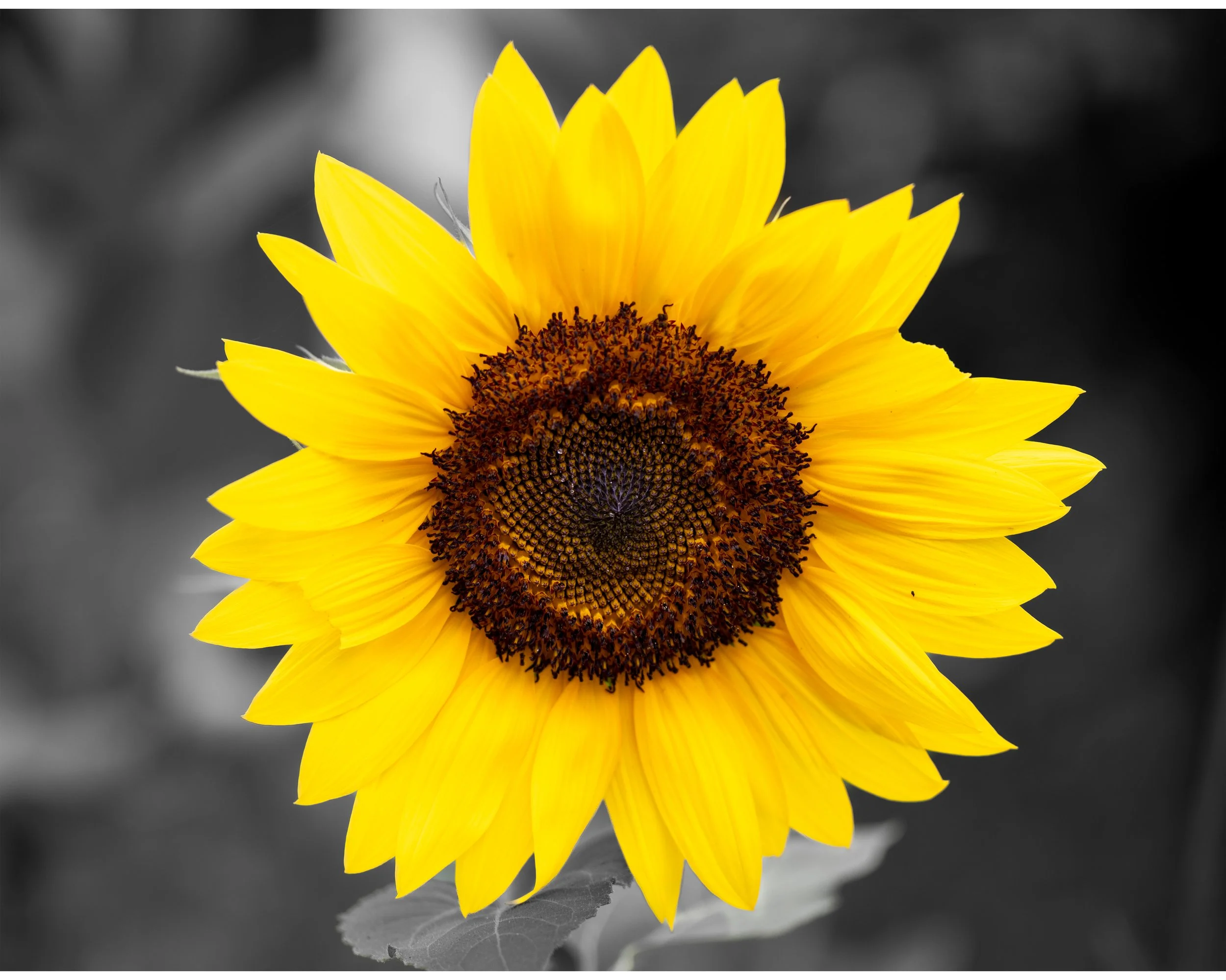 Sunflower No. 1 11x14 4x5.jpg