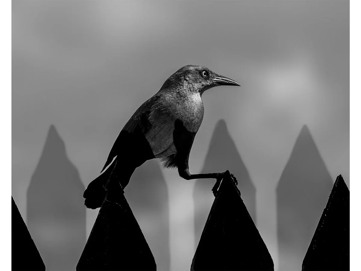 Hitchcock