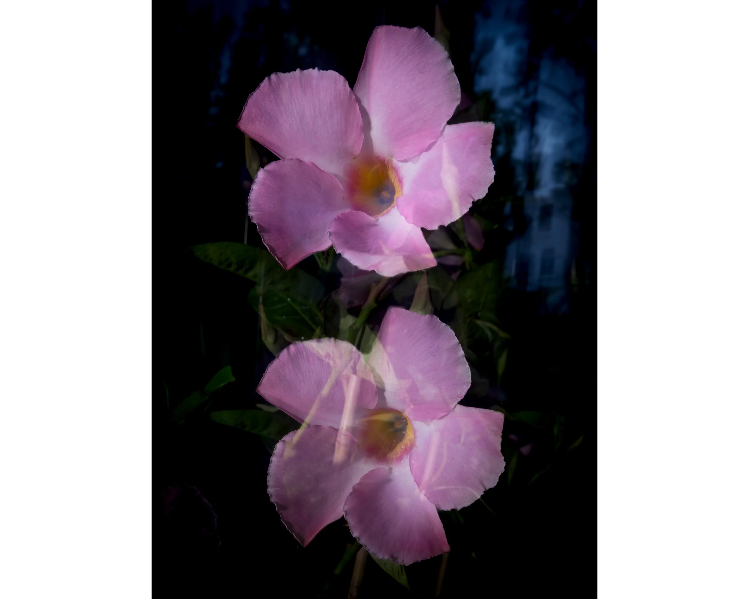 Beauty From Beyond - 8x10 4x5T WebP.webp
