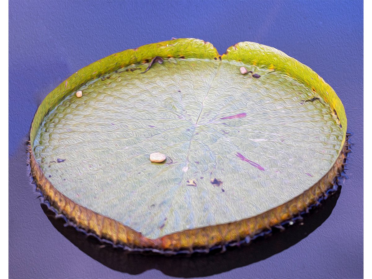 Lily Pad - Atlanta, GA.jpg