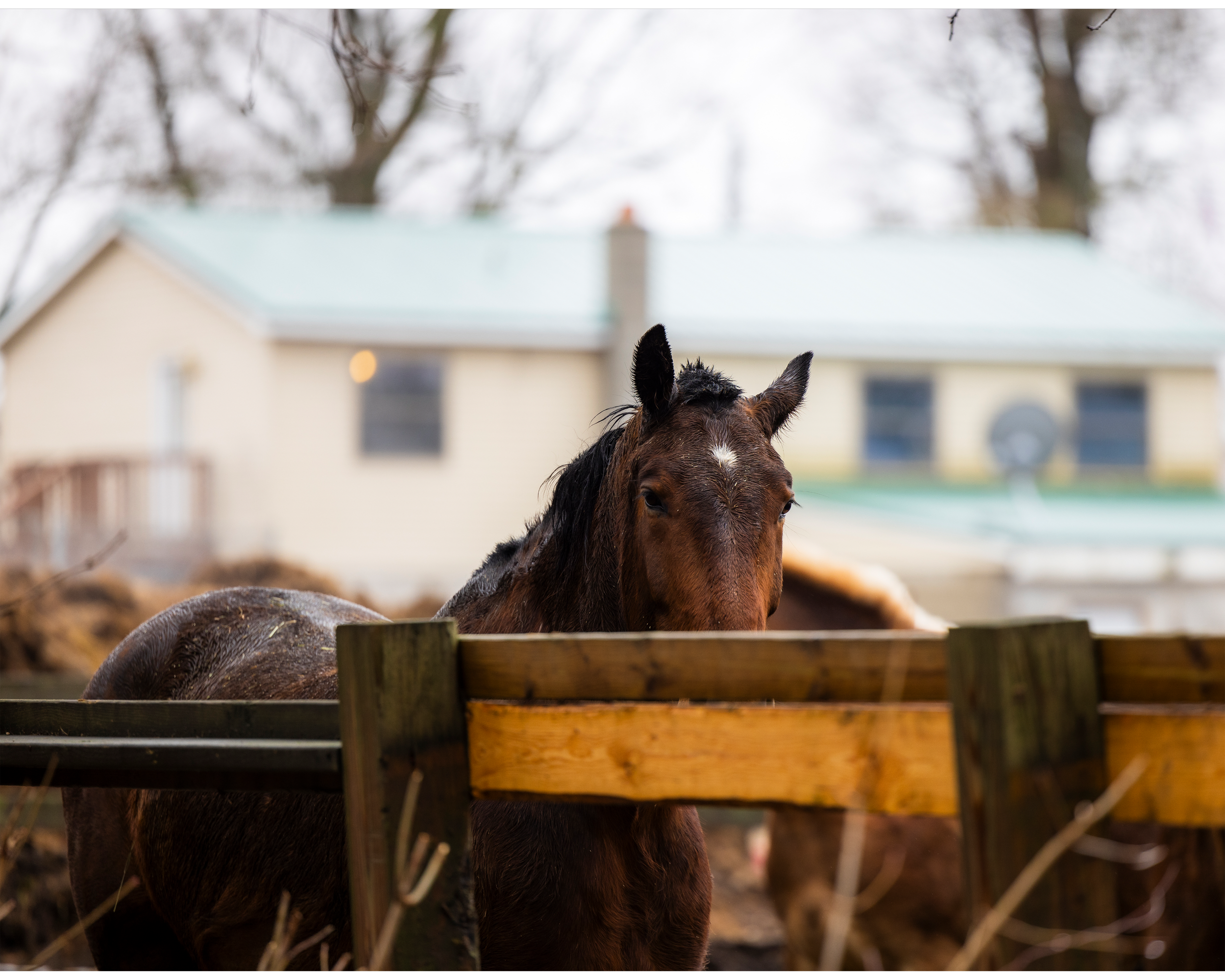 Mr Wilson's Horse 11x14 4x5T 18.5MB Resized.png
