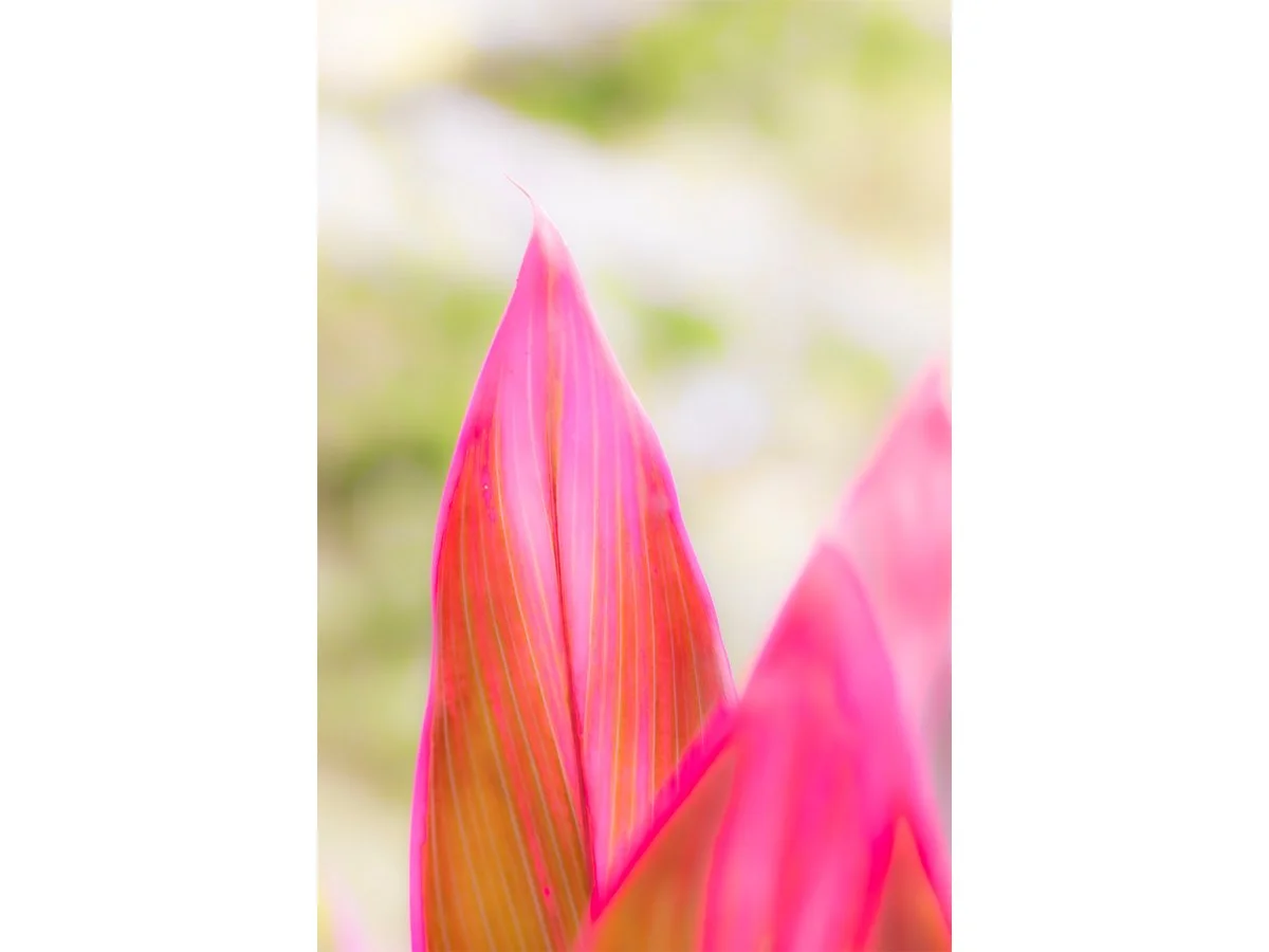 Pastel Peaks - Atlanta, GA.jpg