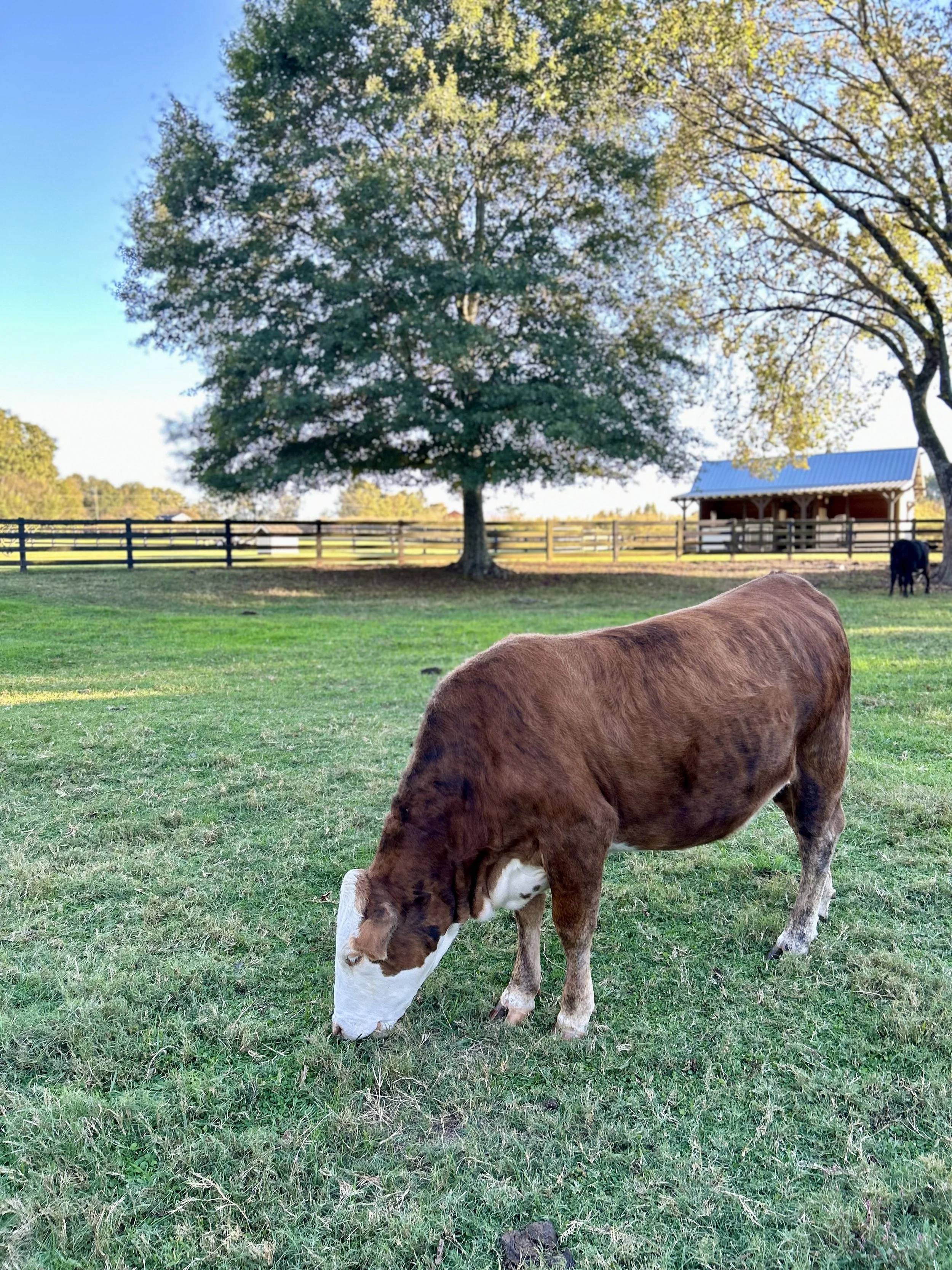 Madison Farm