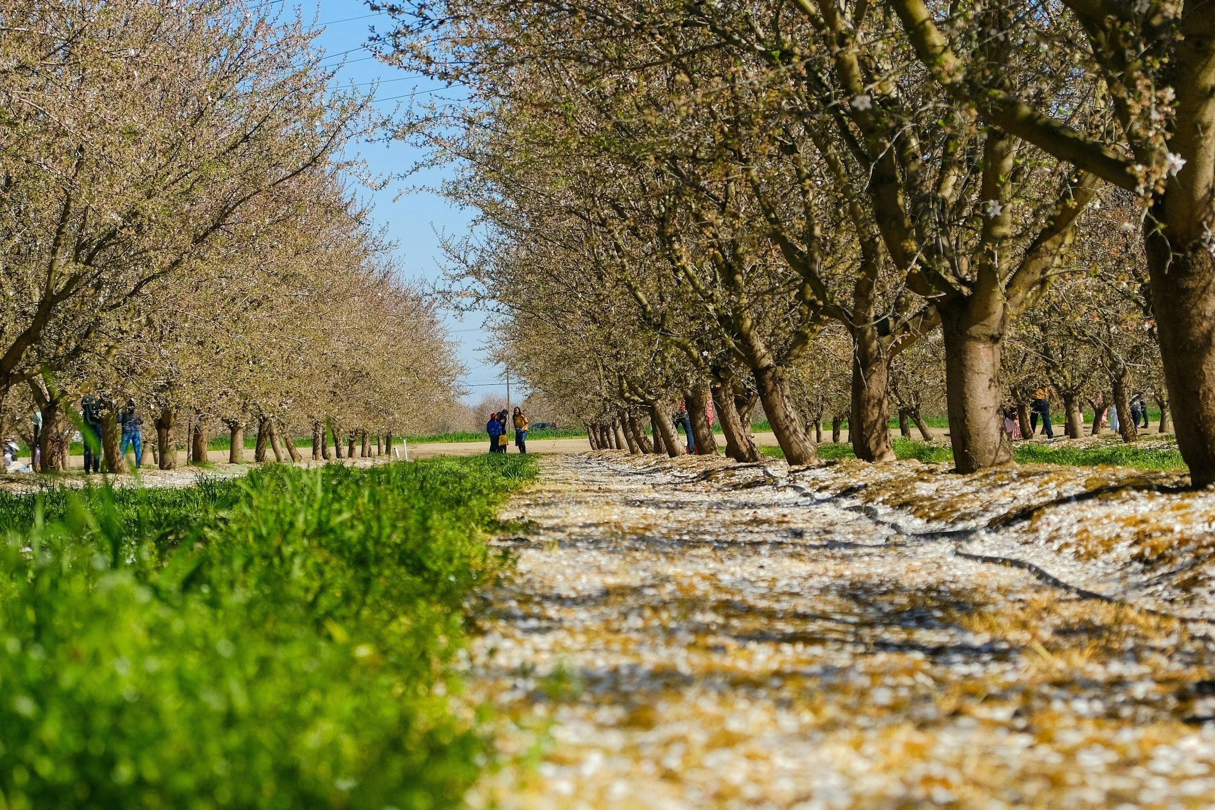 A scenic orchard with blooming trees lining a dirt path, with a few people walking and enjoying the spring weather.