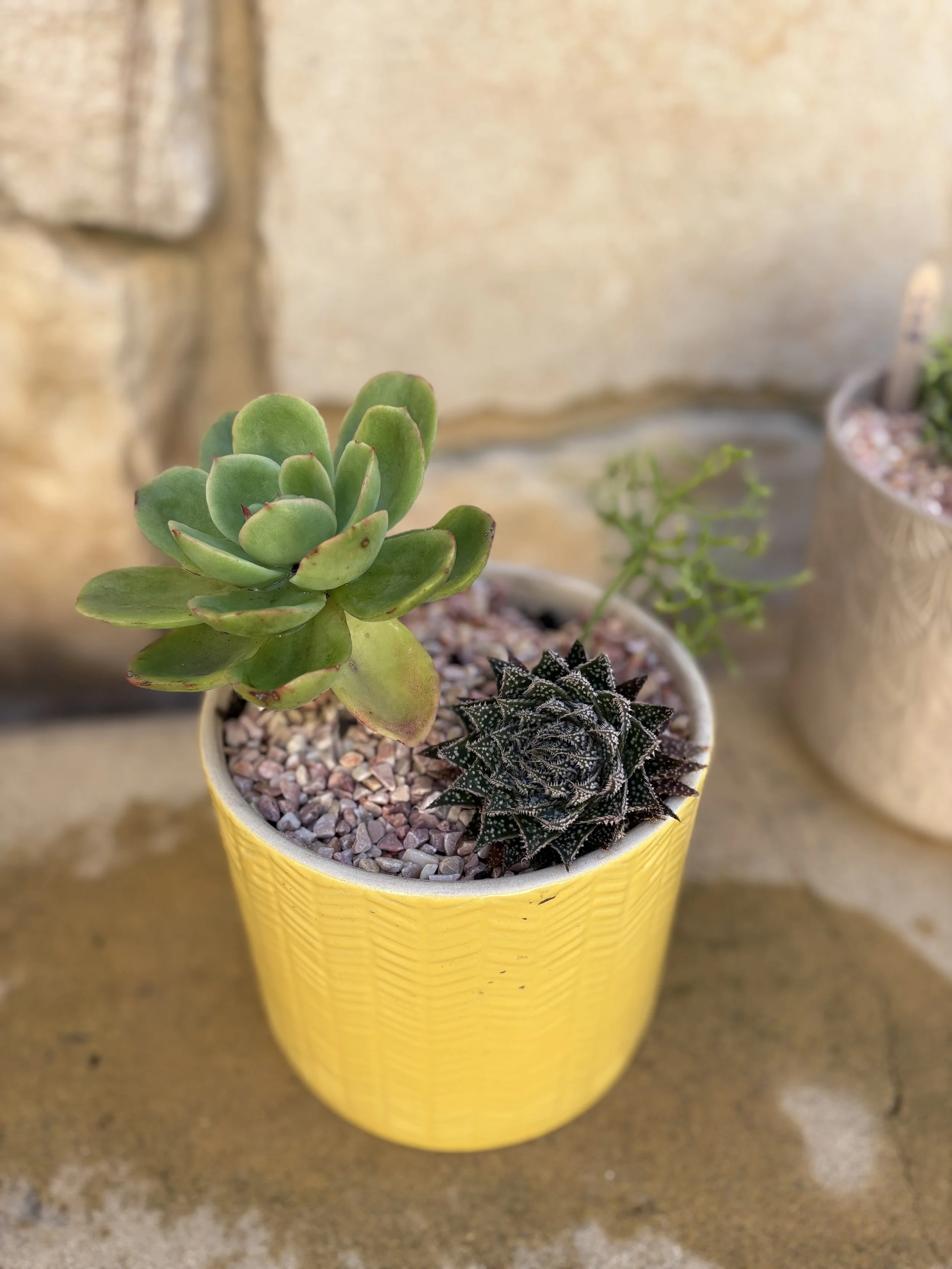 Medium retro pot