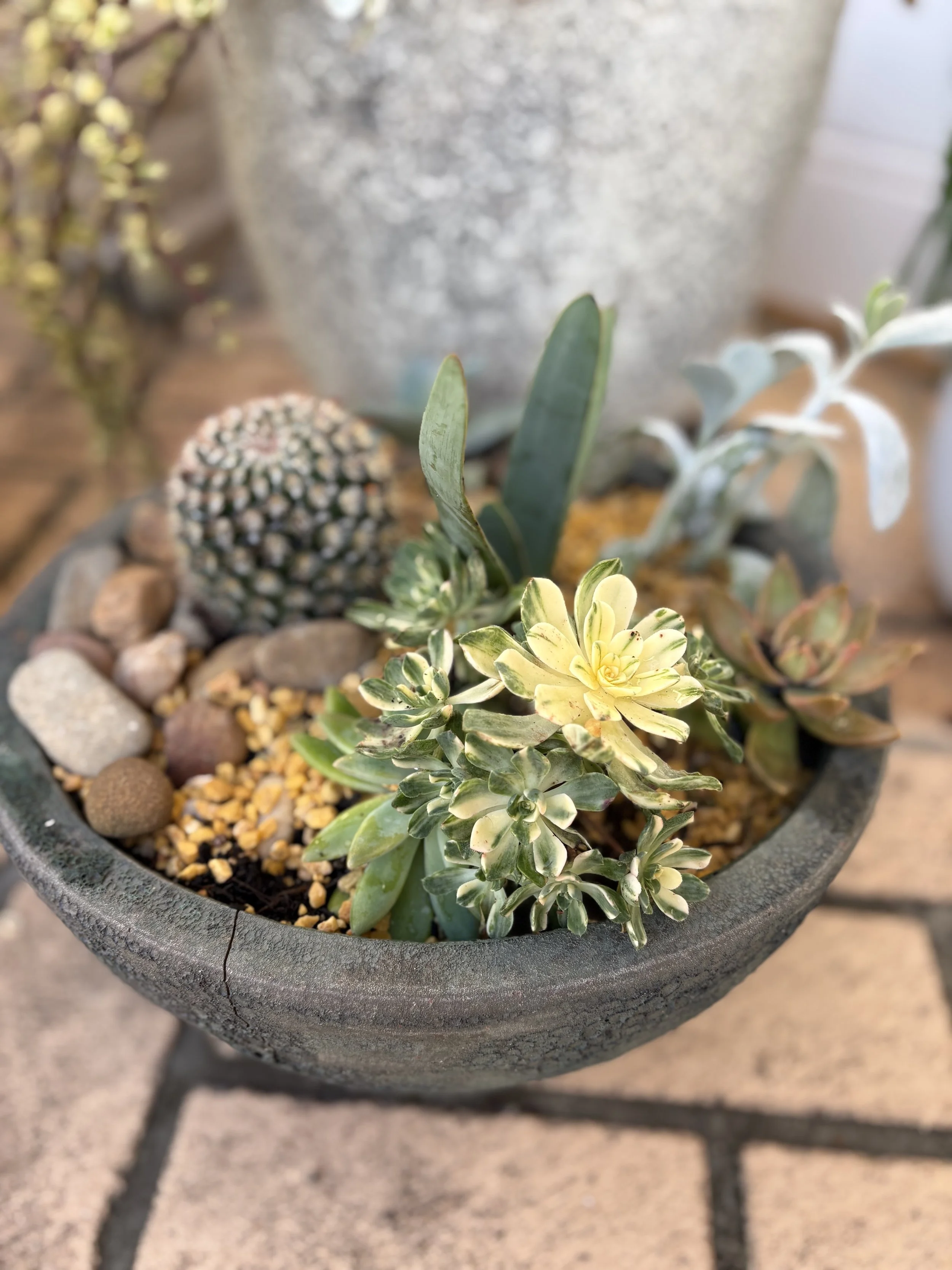 Medium Atlantis Bowl