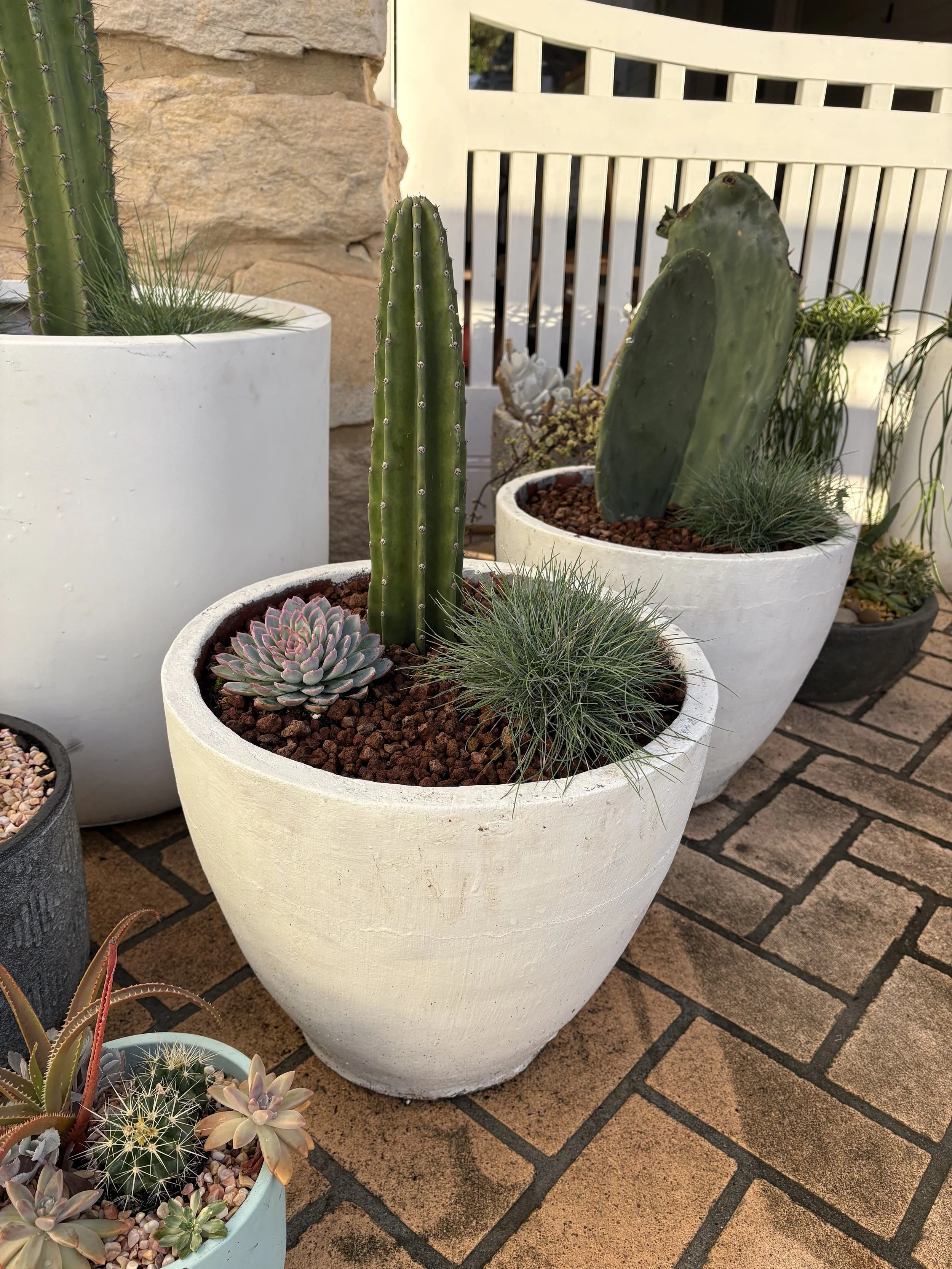 Large concrete cactus pot $140