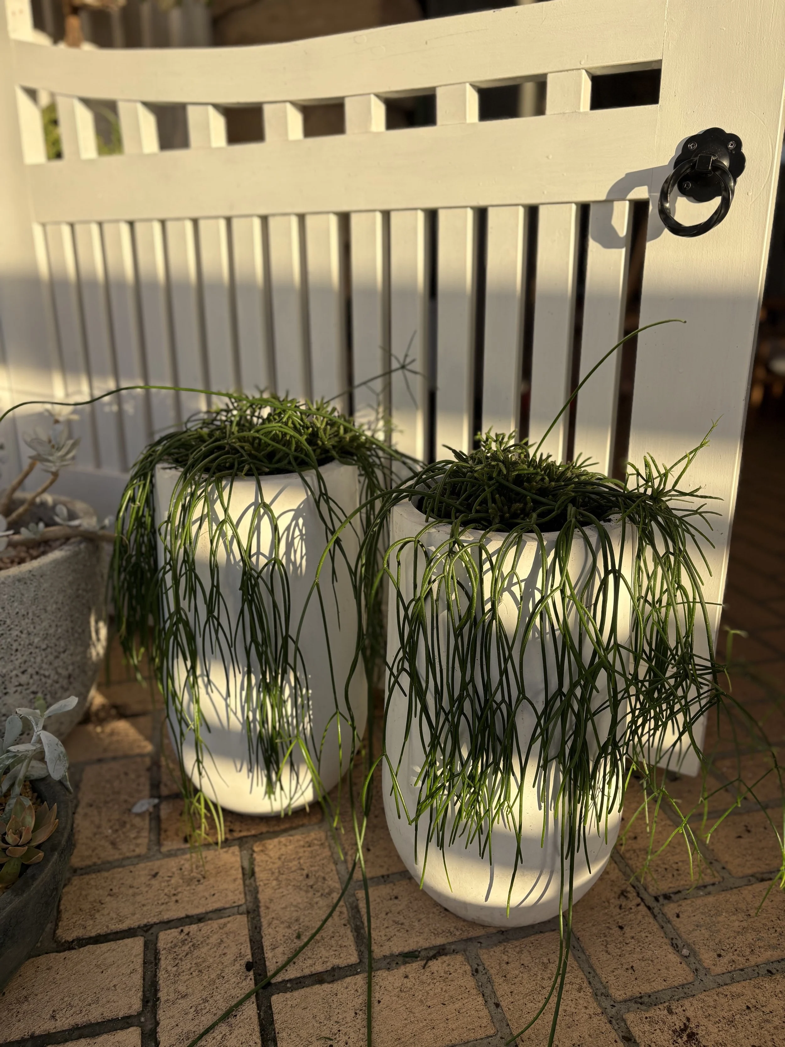 Tall Rhipsalis pot