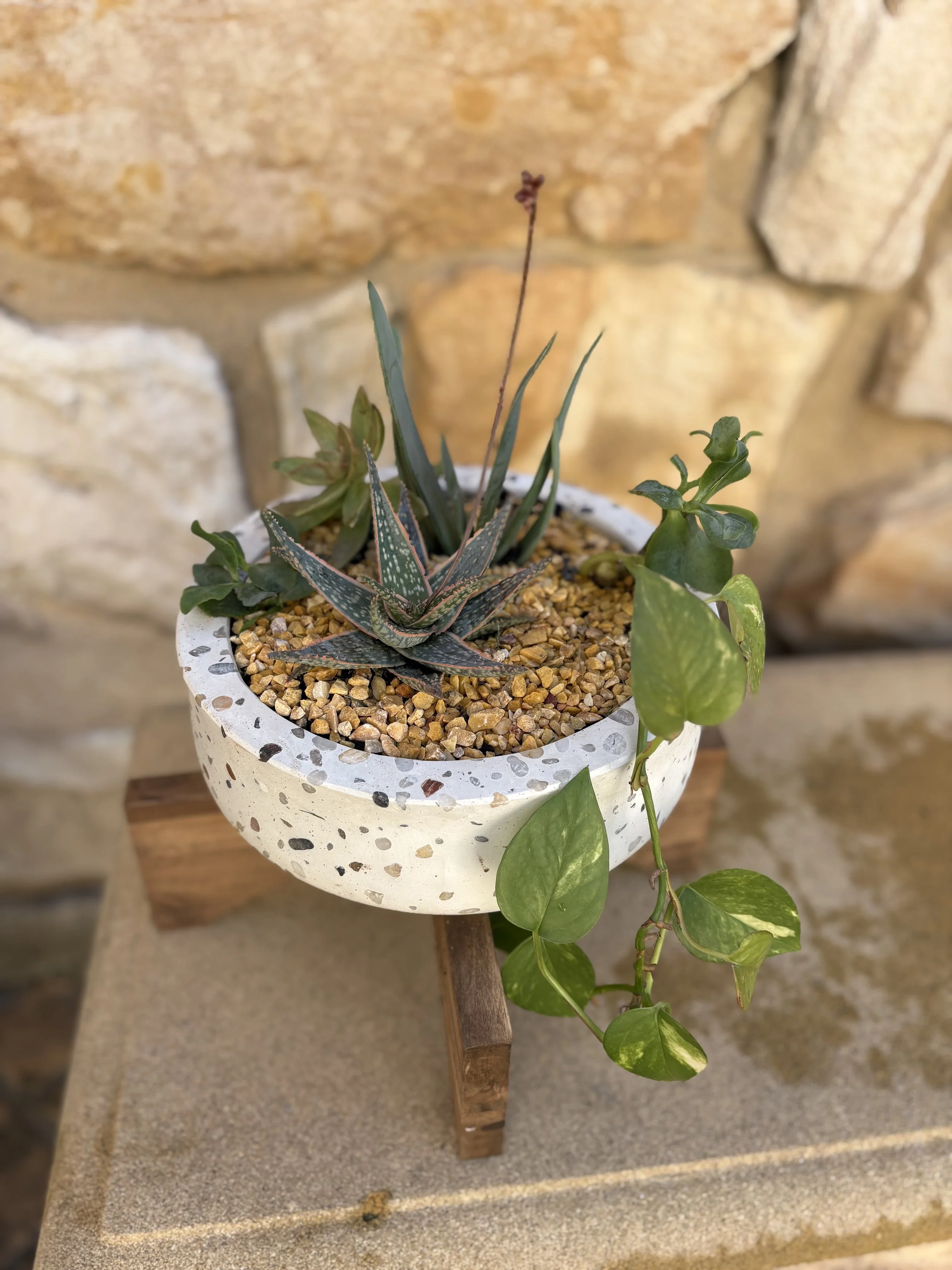 Terrazzo succulent bowl