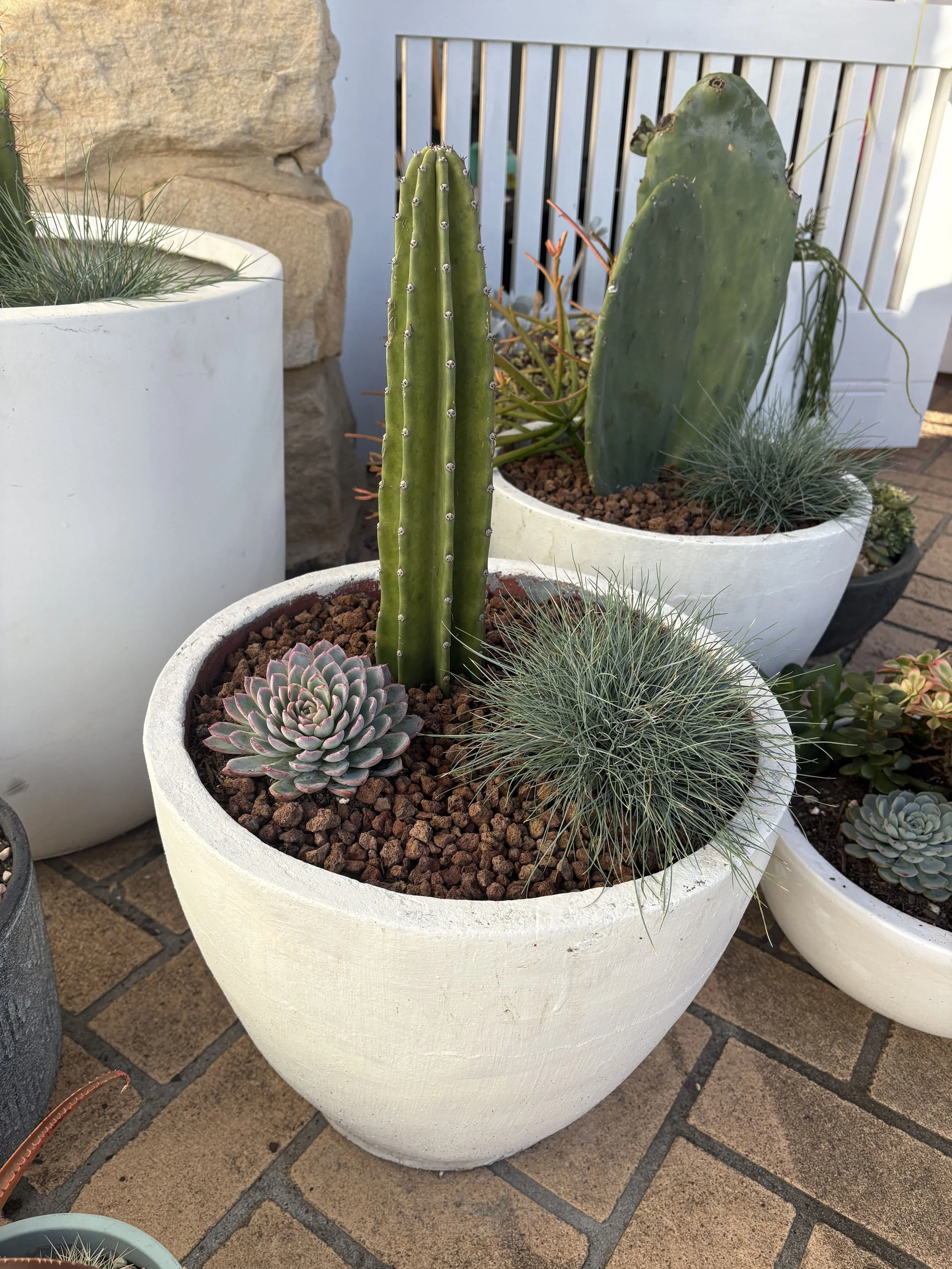 Large concrete cactus pot $140