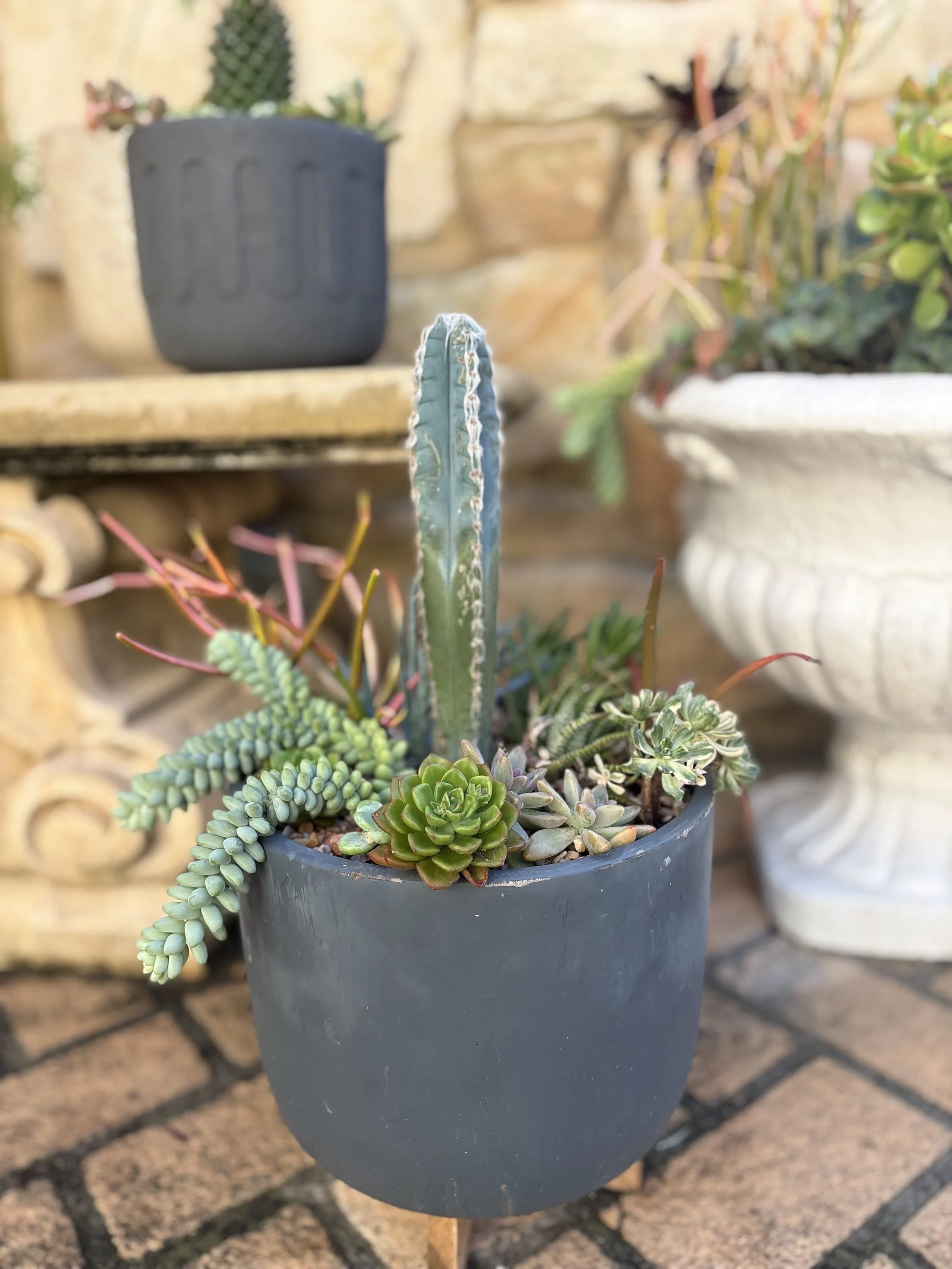 Medium cactus pot $45