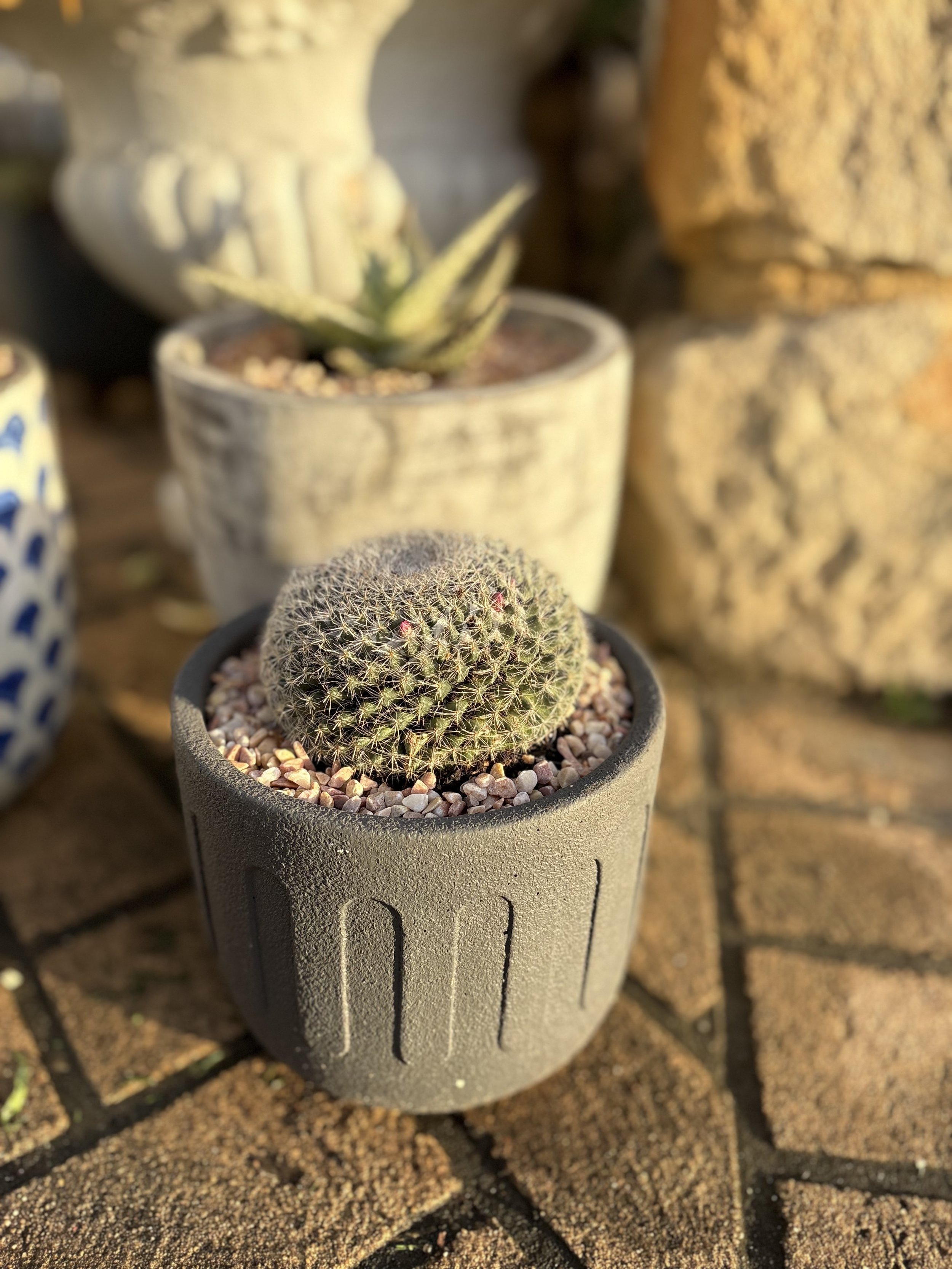 Medium cactus pot