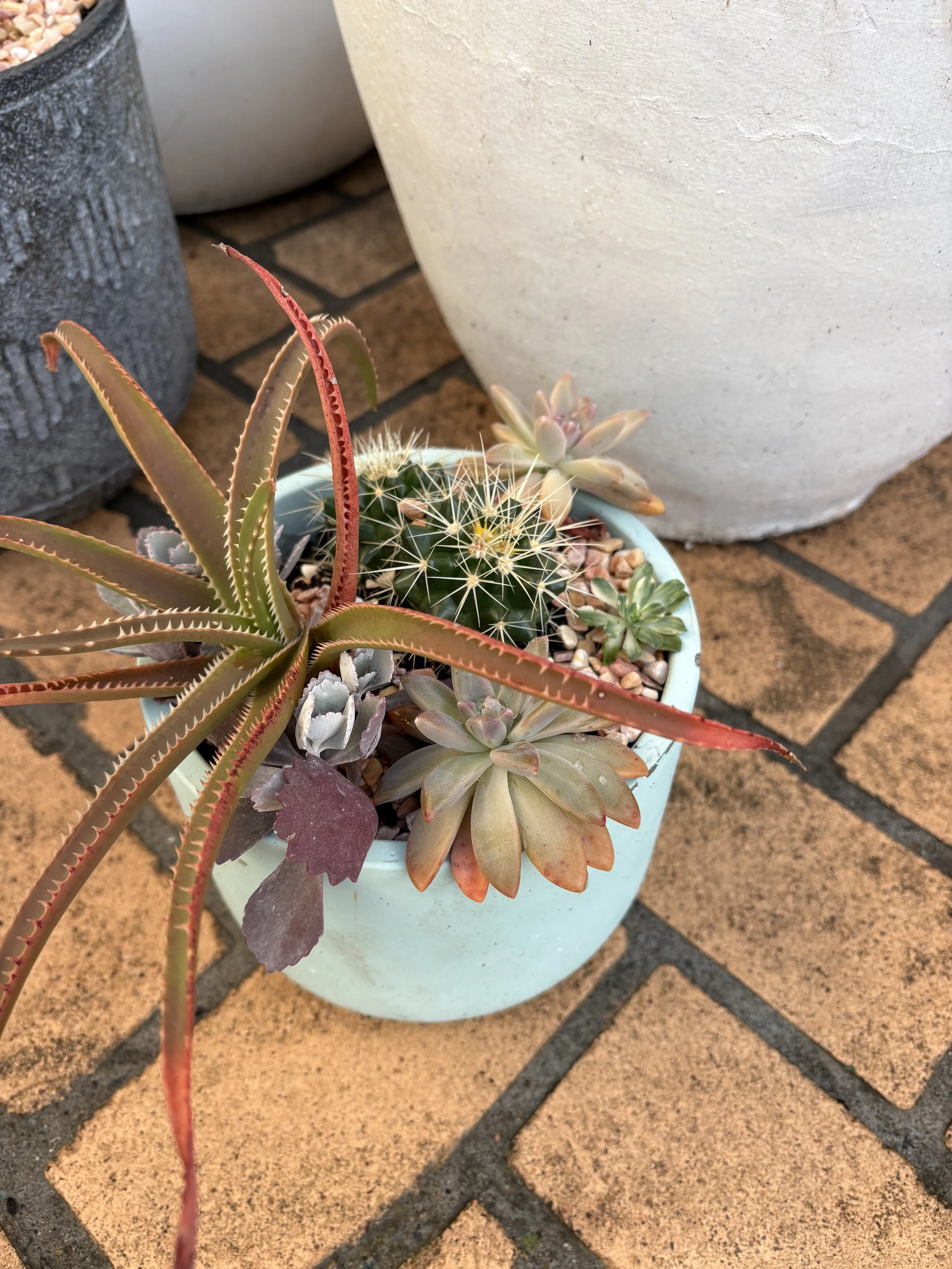 Small cactus pot $40
