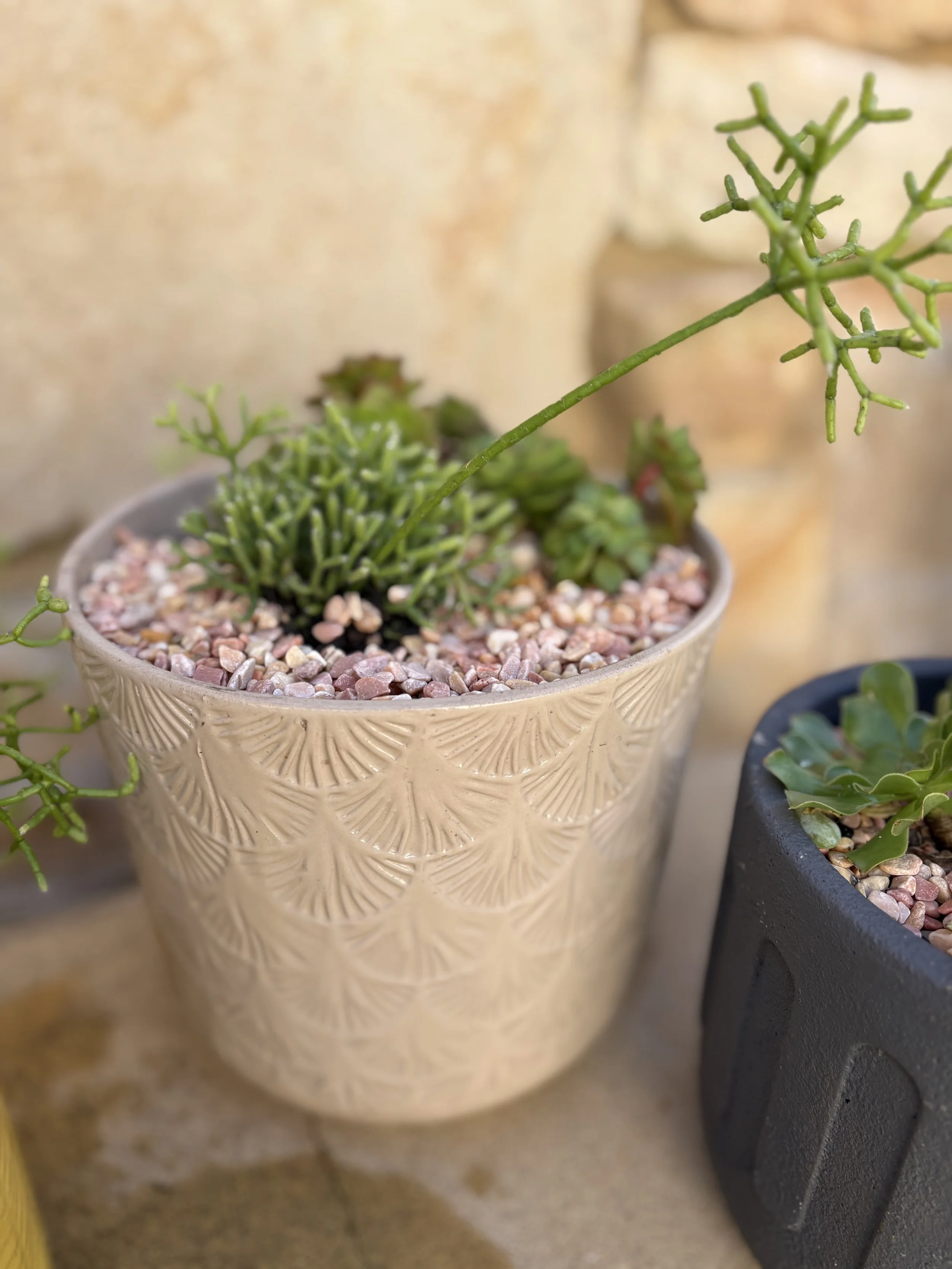 Medium pot with rhipsalis