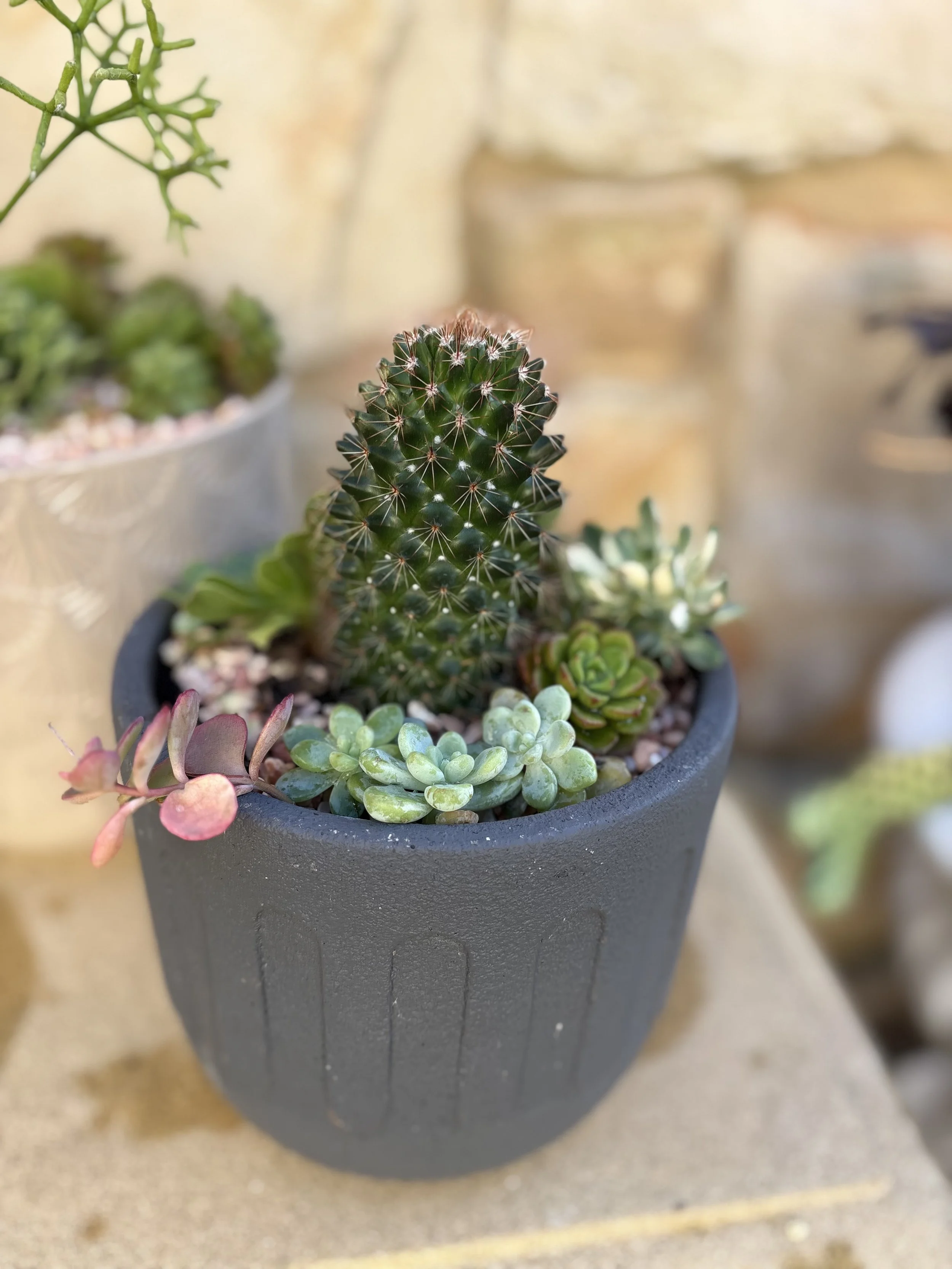 Medium grey cactus pot