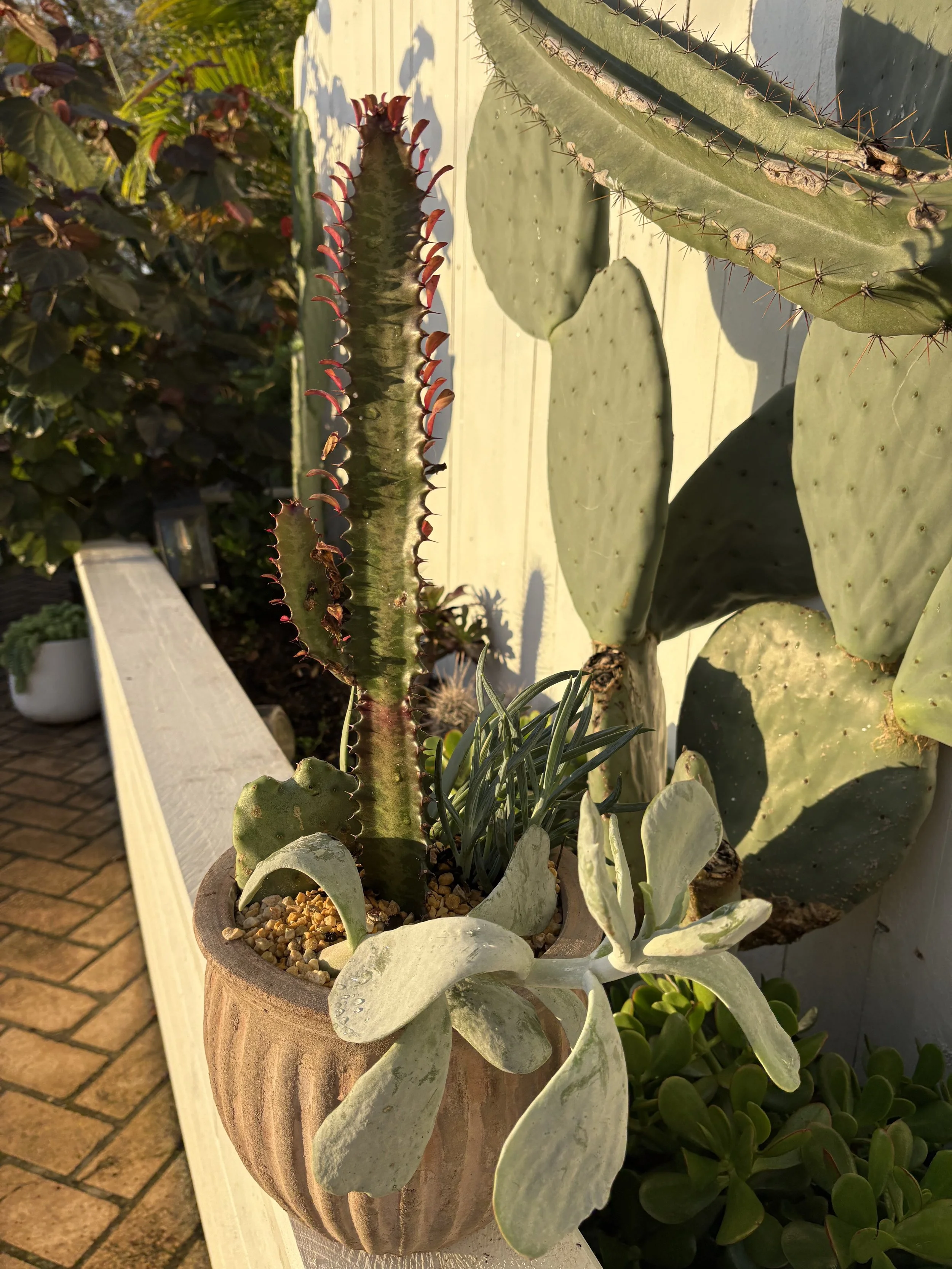 Medium ceramic cactus pot