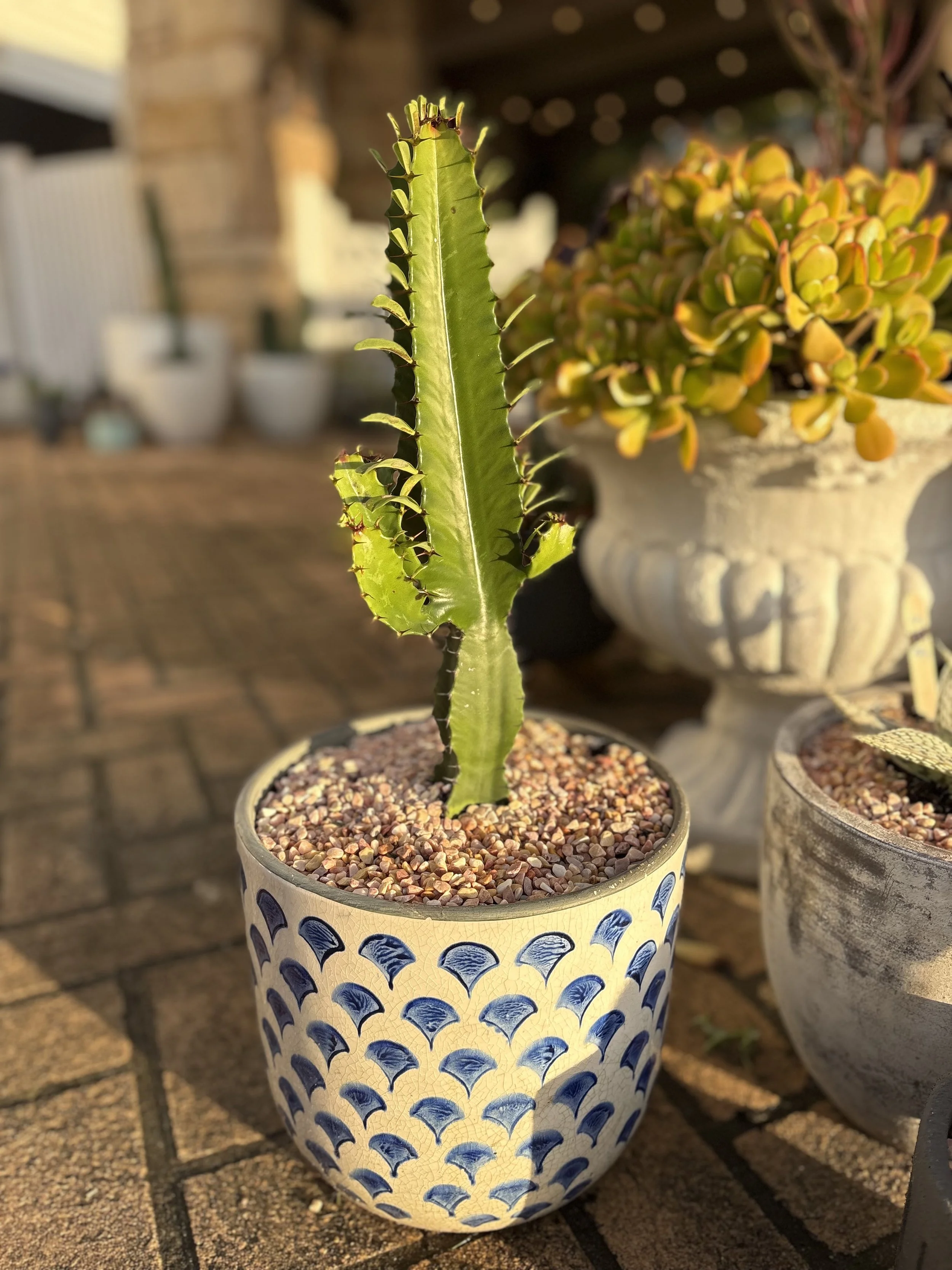 Euphorbia Cowboy Cactus pot