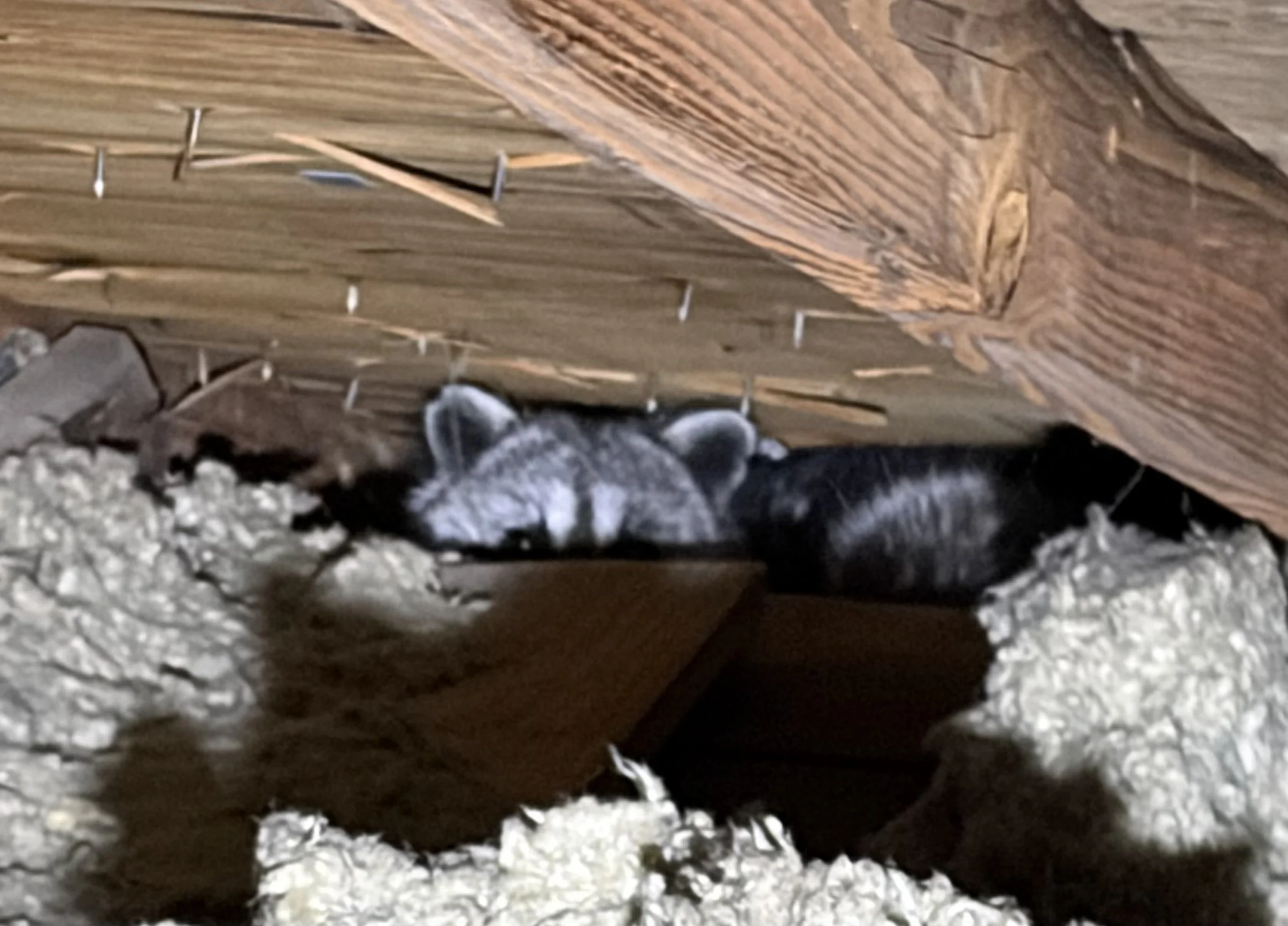 What to Do If You Hear Noises in Your Attic