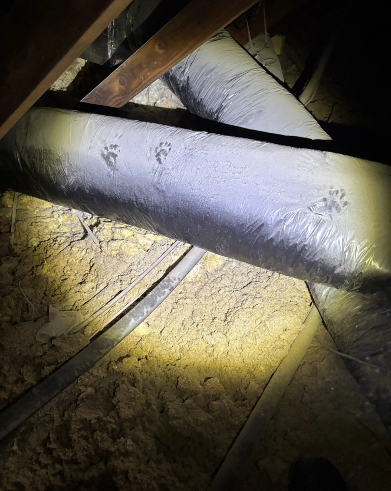 How to Tell If You Have Squirrels in Your Attic