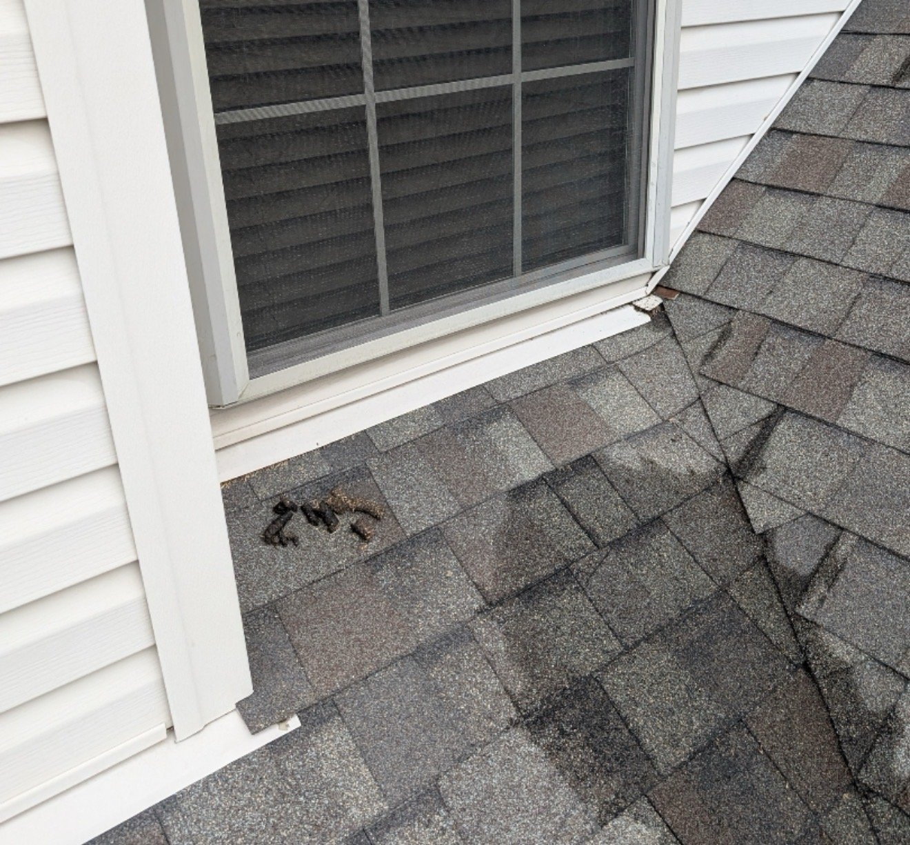 Signs You Have Raccoons in Your Attic