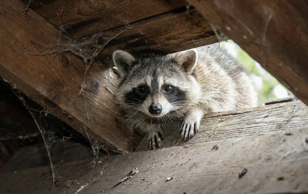 “Animal Removal Near Me” Is Why Your Problem Keeps Coming Back