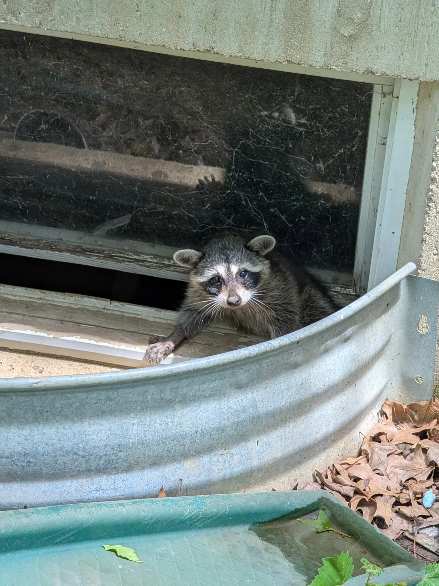 Will Coyote Urine or Raccoon Repellent Get a Raccoon Out of My Attic?