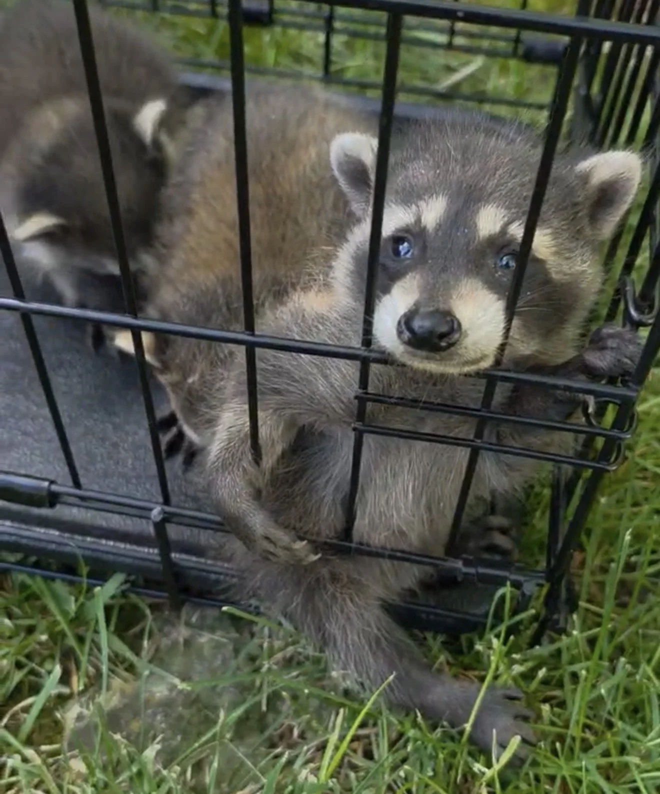 The Animal In My Attic Was Removed. Could There Still Be Babies in My Attic?