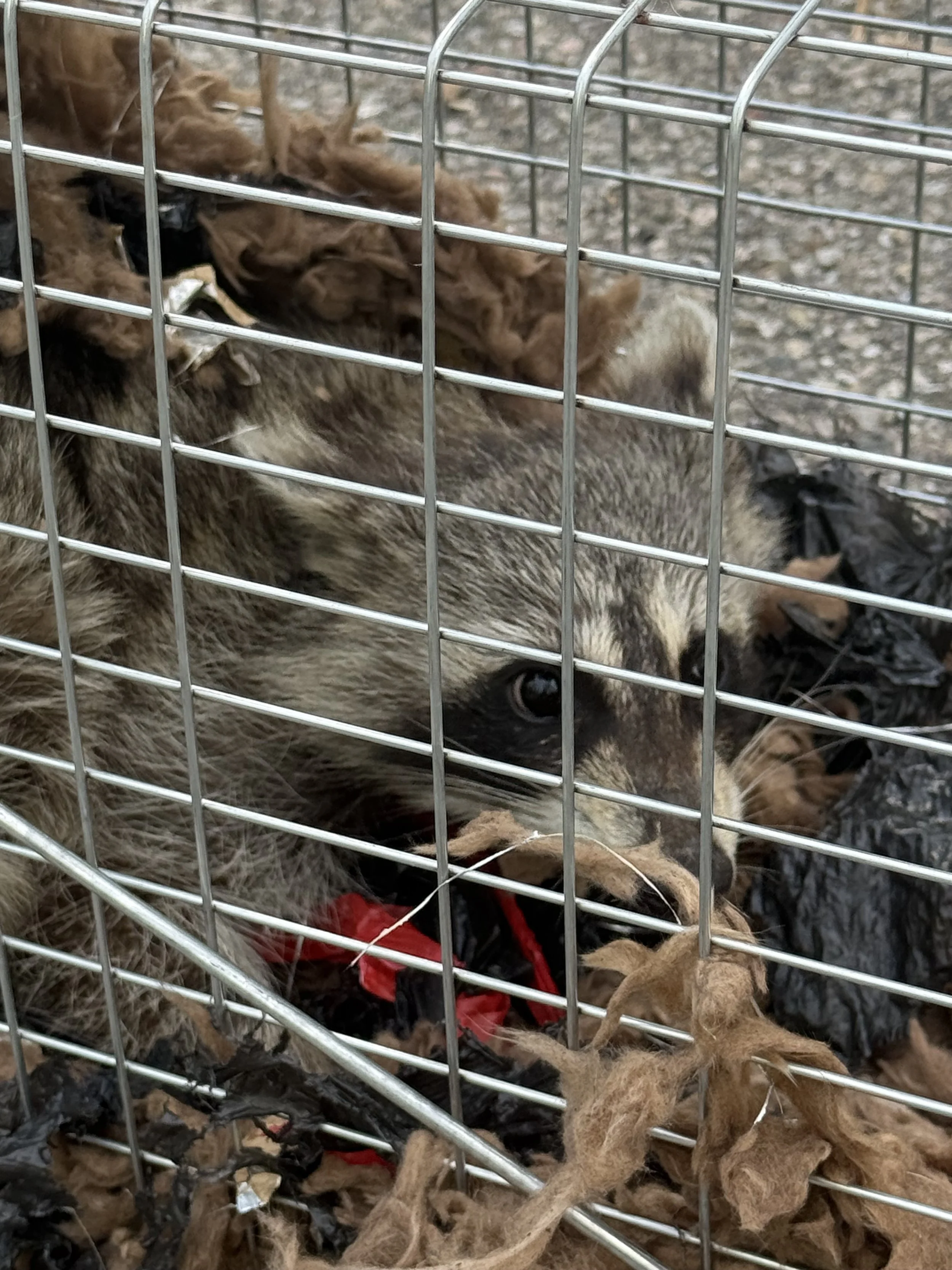 Someone Already Trapped the Animal. Why Is There Another One in My Attic?