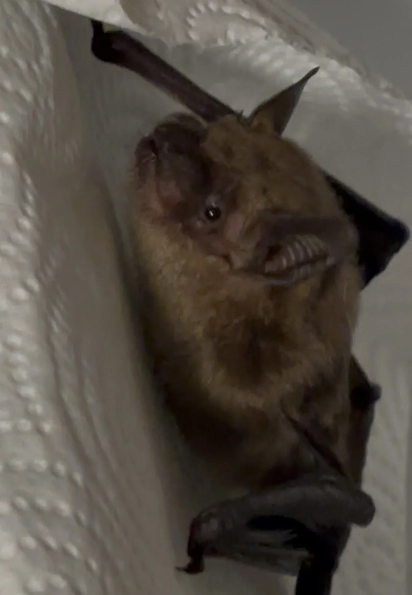 Animals in Attic Removal in Lexington &amp; Berea, KY