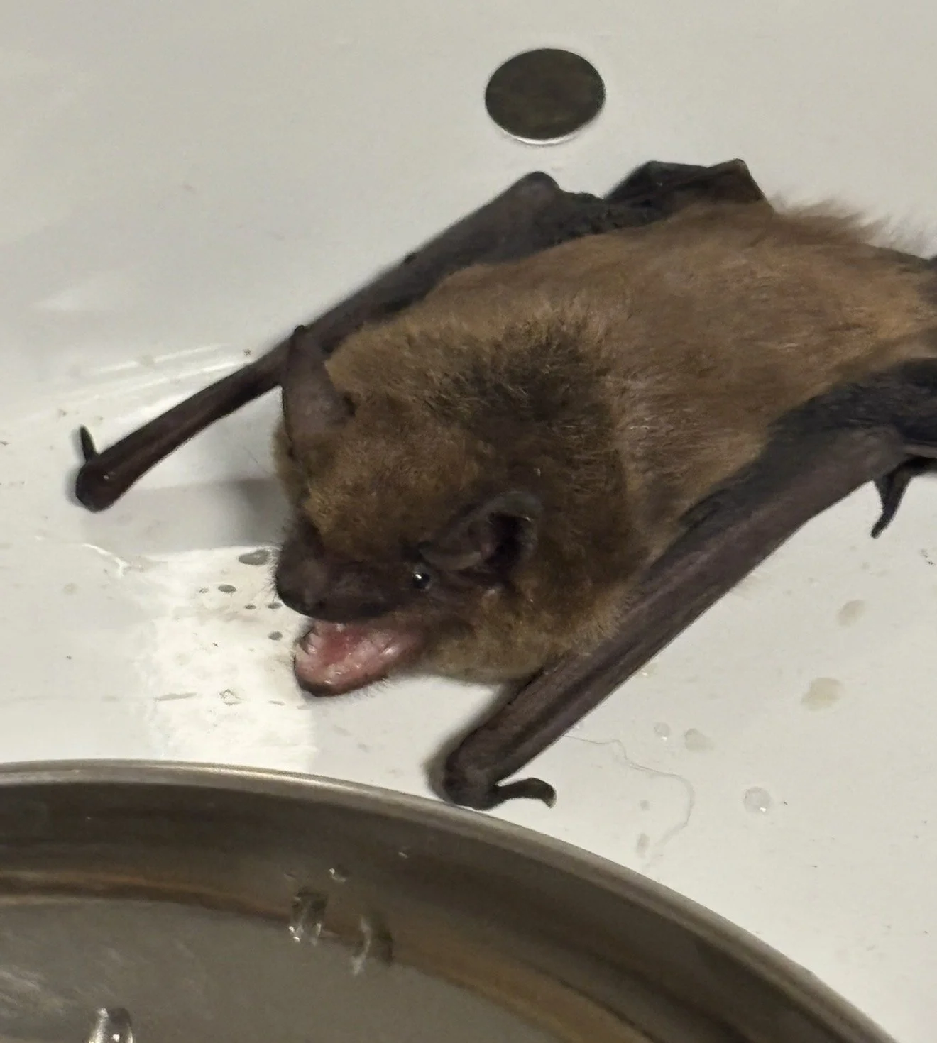 Bat Removal &amp; Exclusion in Lexington &amp; Berea, KY