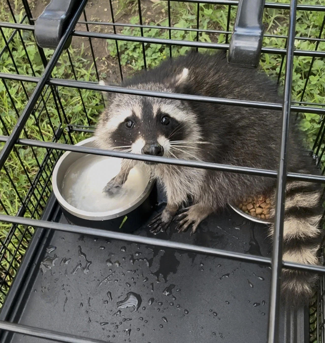 Wildlife Removal for Homes, Apartments, Businesses &amp; Farms in Lexington &amp; Berea