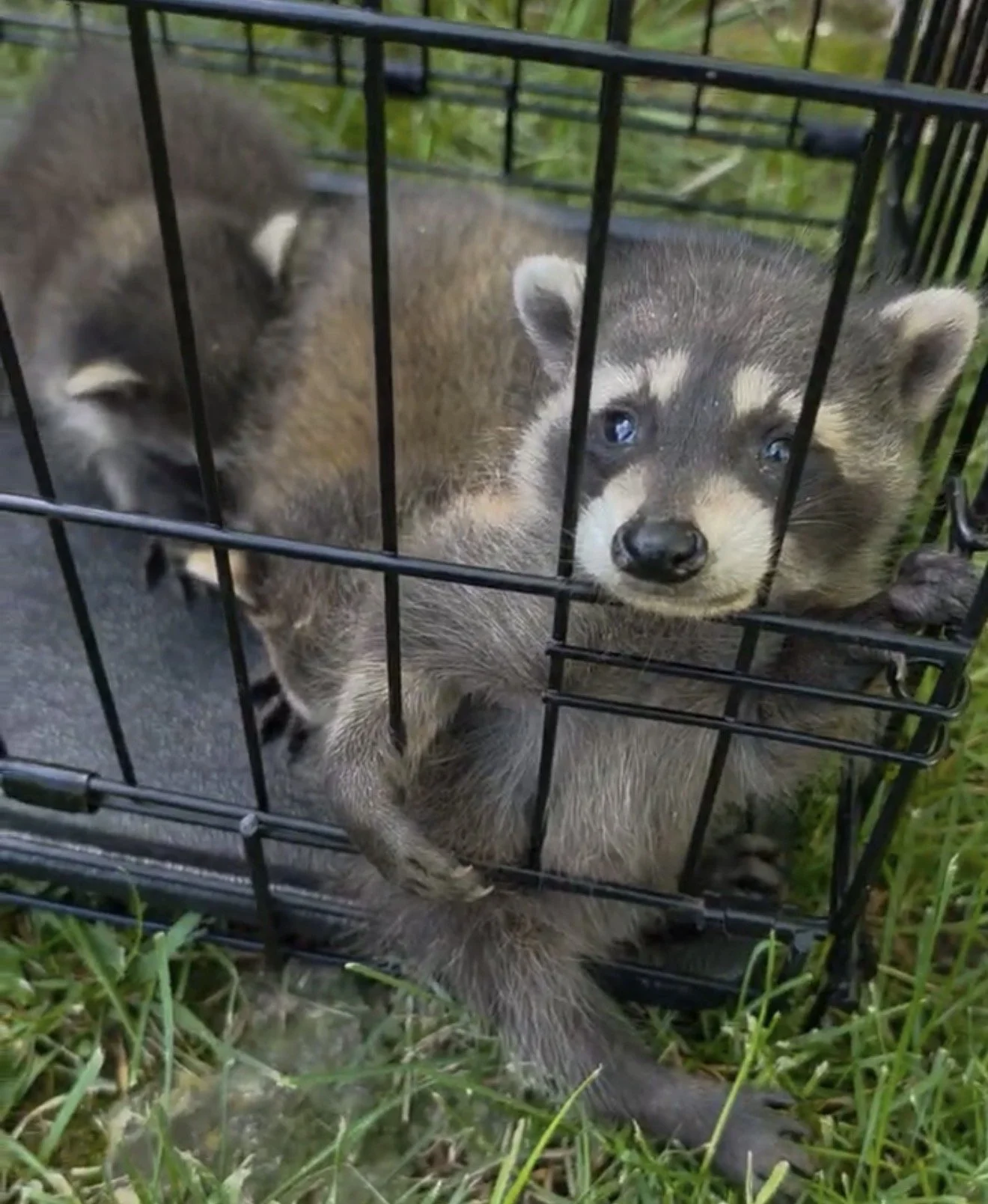 Animal in Attic Removal in Cincinnati, Dayton &amp; Northern Kentucky
