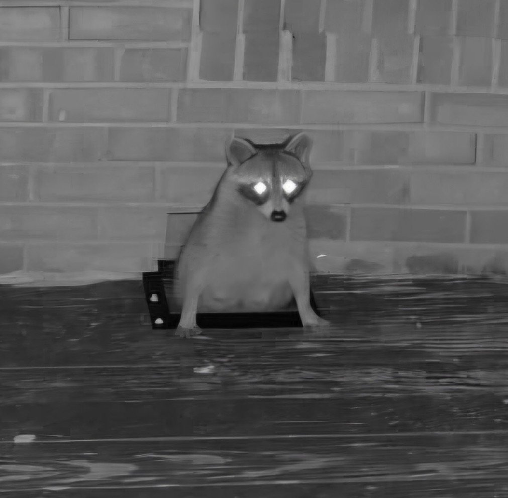 Raccoon Removal in Cincinnati, Dayton &amp; Northern Kentucky