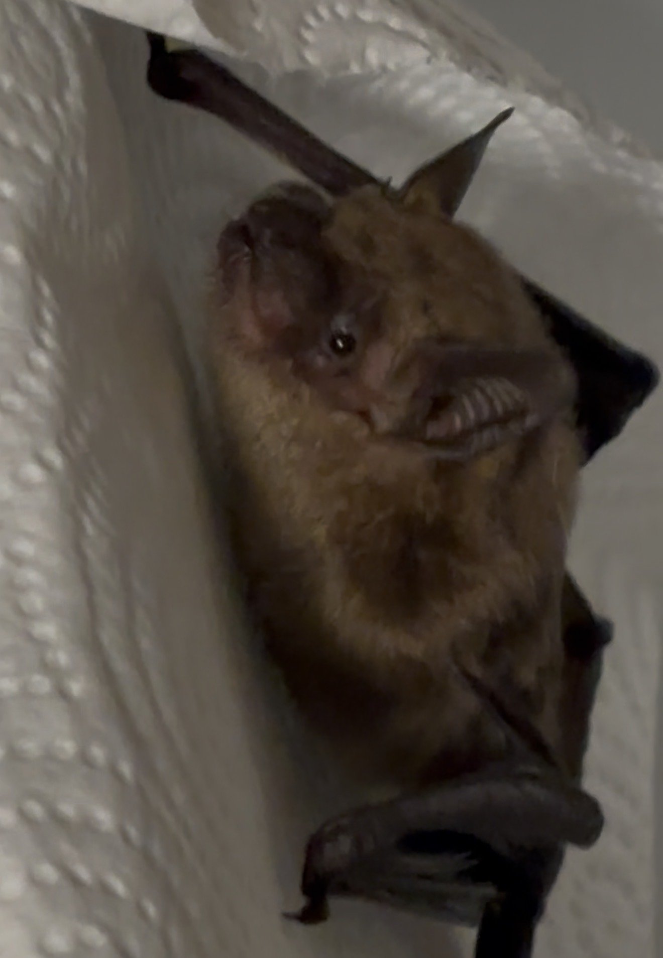 Bat Removal &amp; Exclusion in Cincinnati, Dayton &amp; Northern Kentucky
