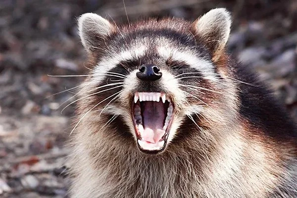 Wildlife Exclusion &amp; Entry-Point Repair in Cincinnati, Dayton &amp; Northern Kentucky