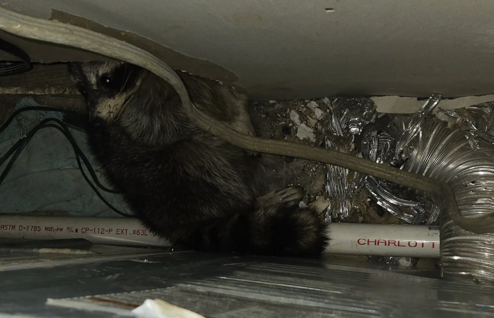 A raccoon hiding in a crawlspace in a residential house.