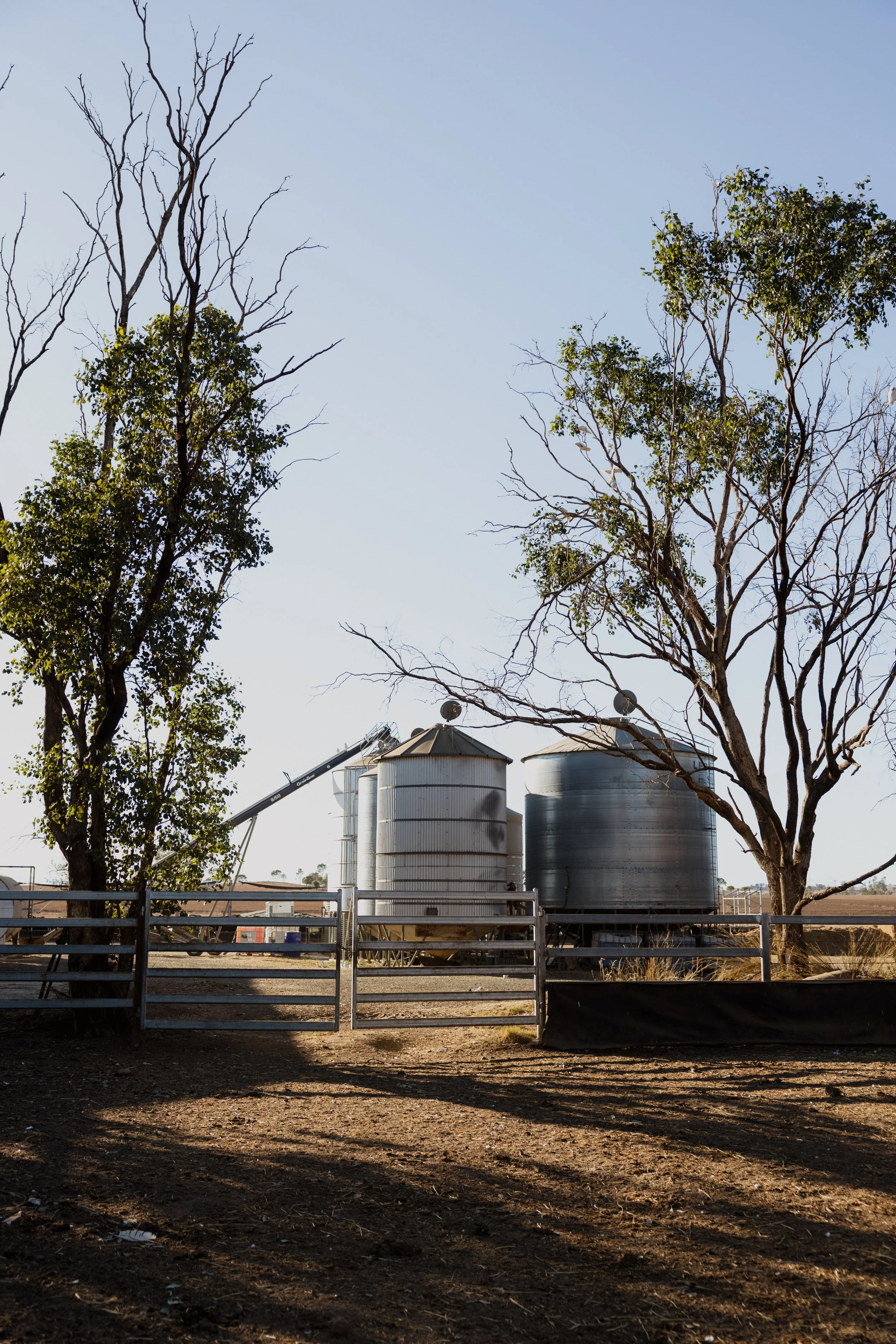 A farm landscape with trees in front of three silos on a farm, with a fence at the bottom and clear sky above in regional NSW.