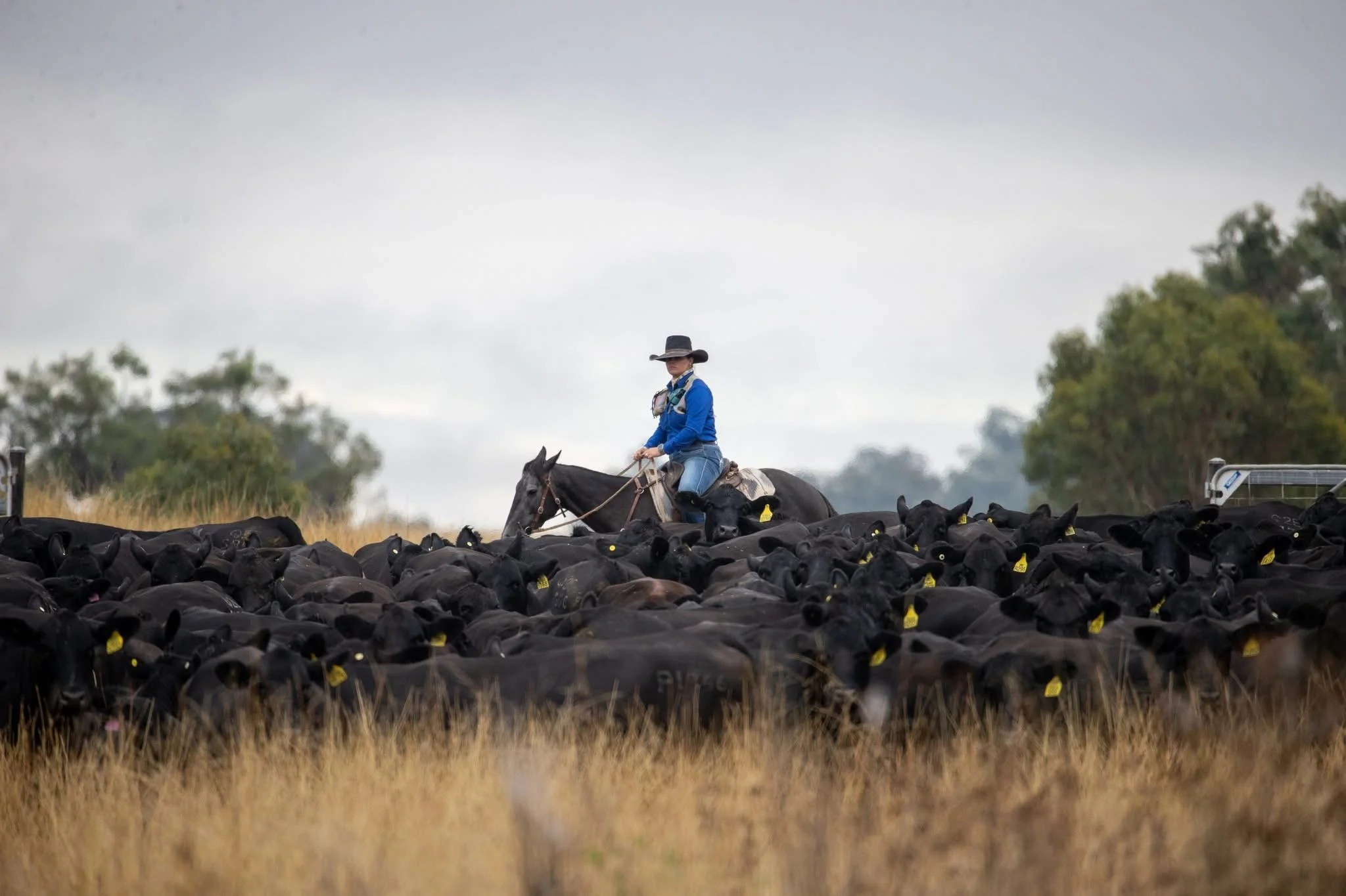 A person on horseback herding black cattle in a grassy field with trees and overcast sky in the background in regional NSW
