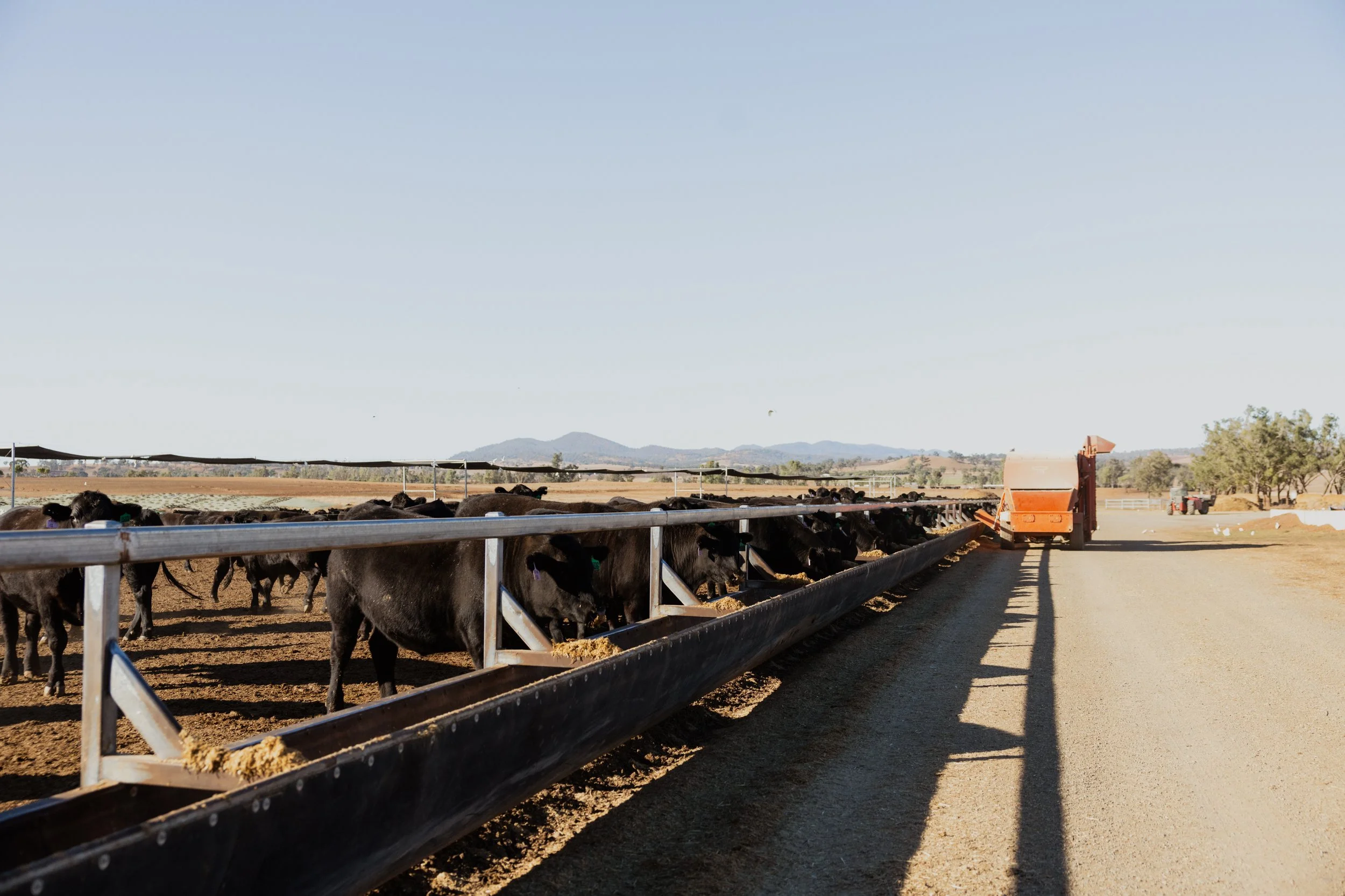 Cattle feeding at a farm, with mountains in the background under a clear sky in regional NSW.
