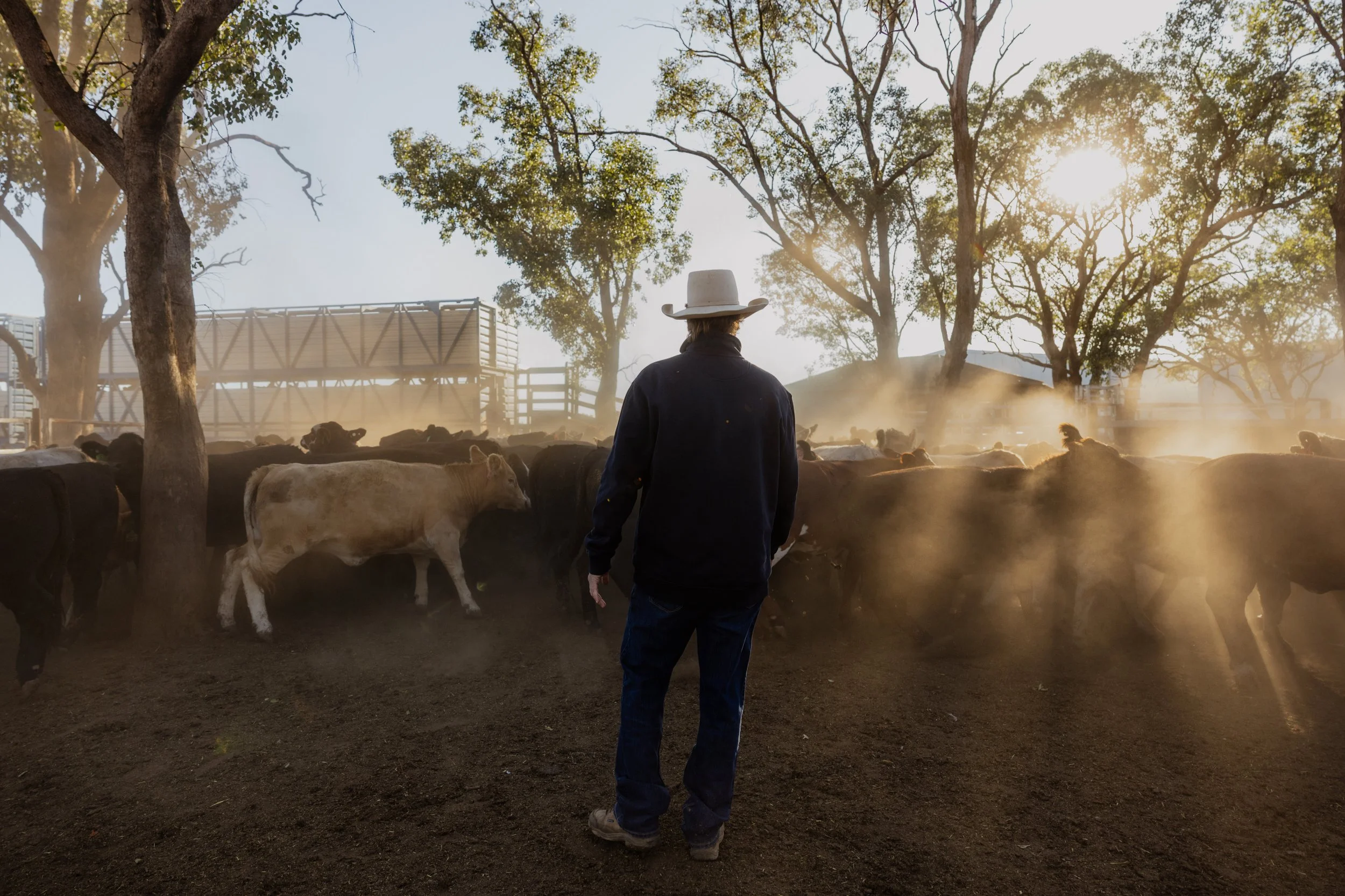 Jim Blain inspecting cattle in a feedlot in regional NSW.